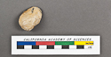 thumbnail of image of CAS-GEO 61962.01 Arca procumbens HOLOTYPE (part) side 1