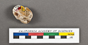 thumbnail of image of CAS-GEO 61962.01 Arca procumbens HOLOTYPE (part) side 2