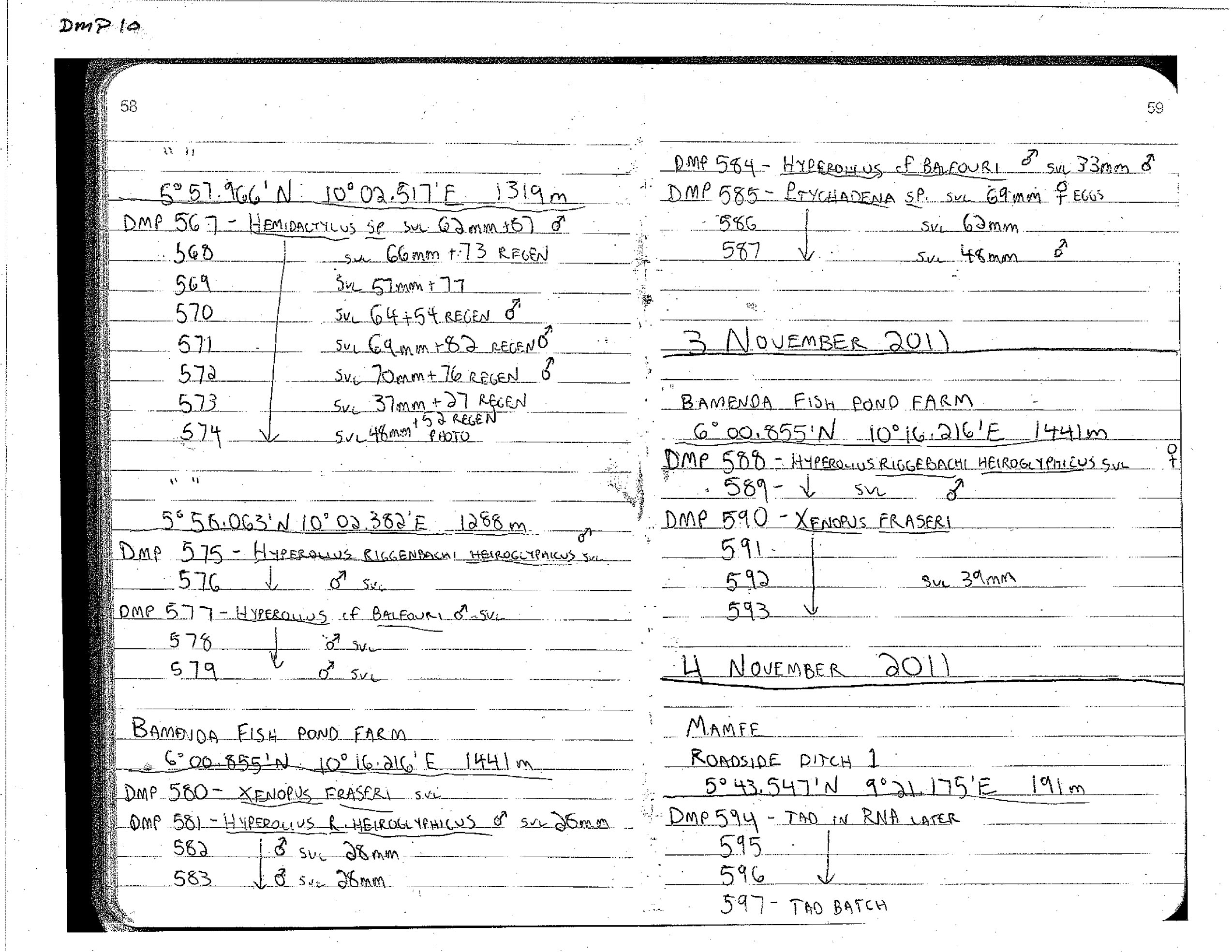 Hyperolius balfouri image