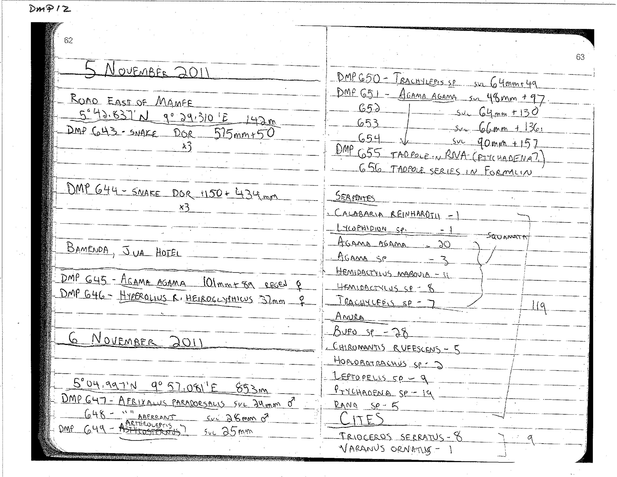 Afrixalus paradorsalis image