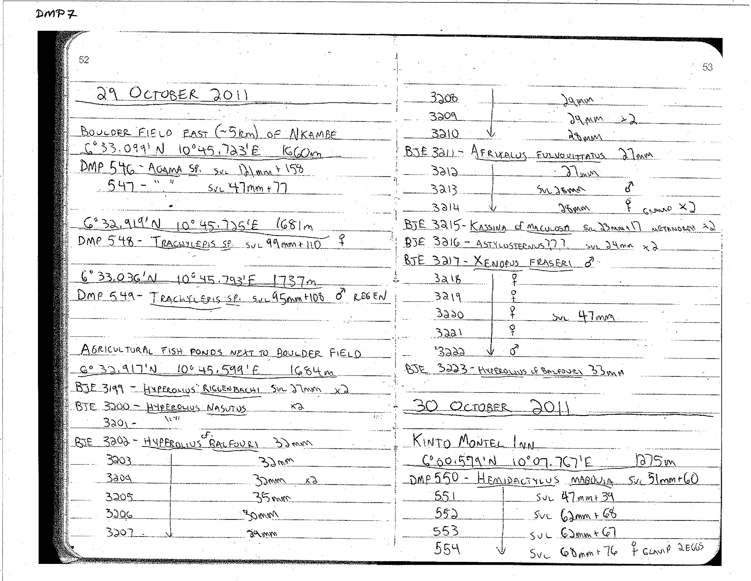 Hemidactylus mabouia image