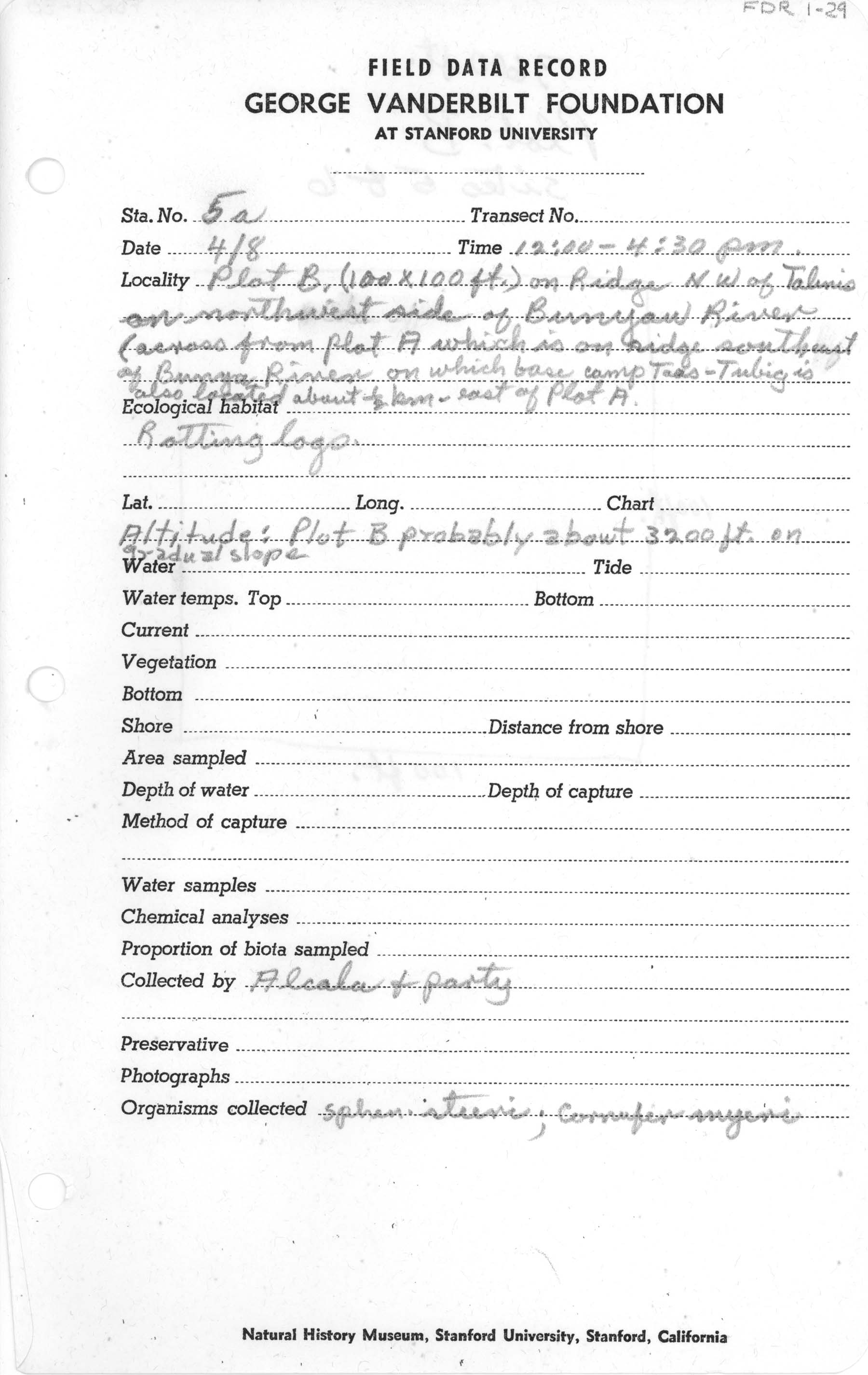 Platymantis negrosensis image