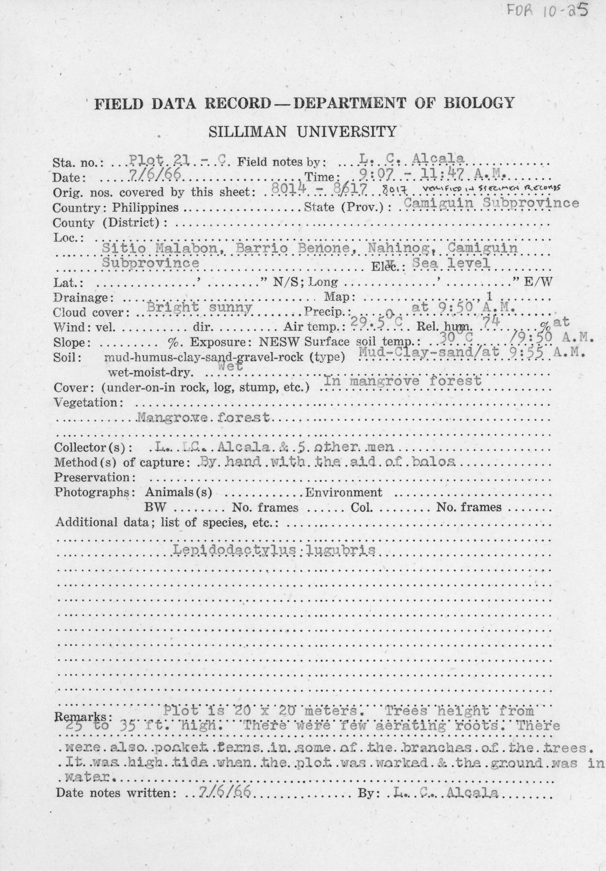 Lepidodactylus aureolineatus image