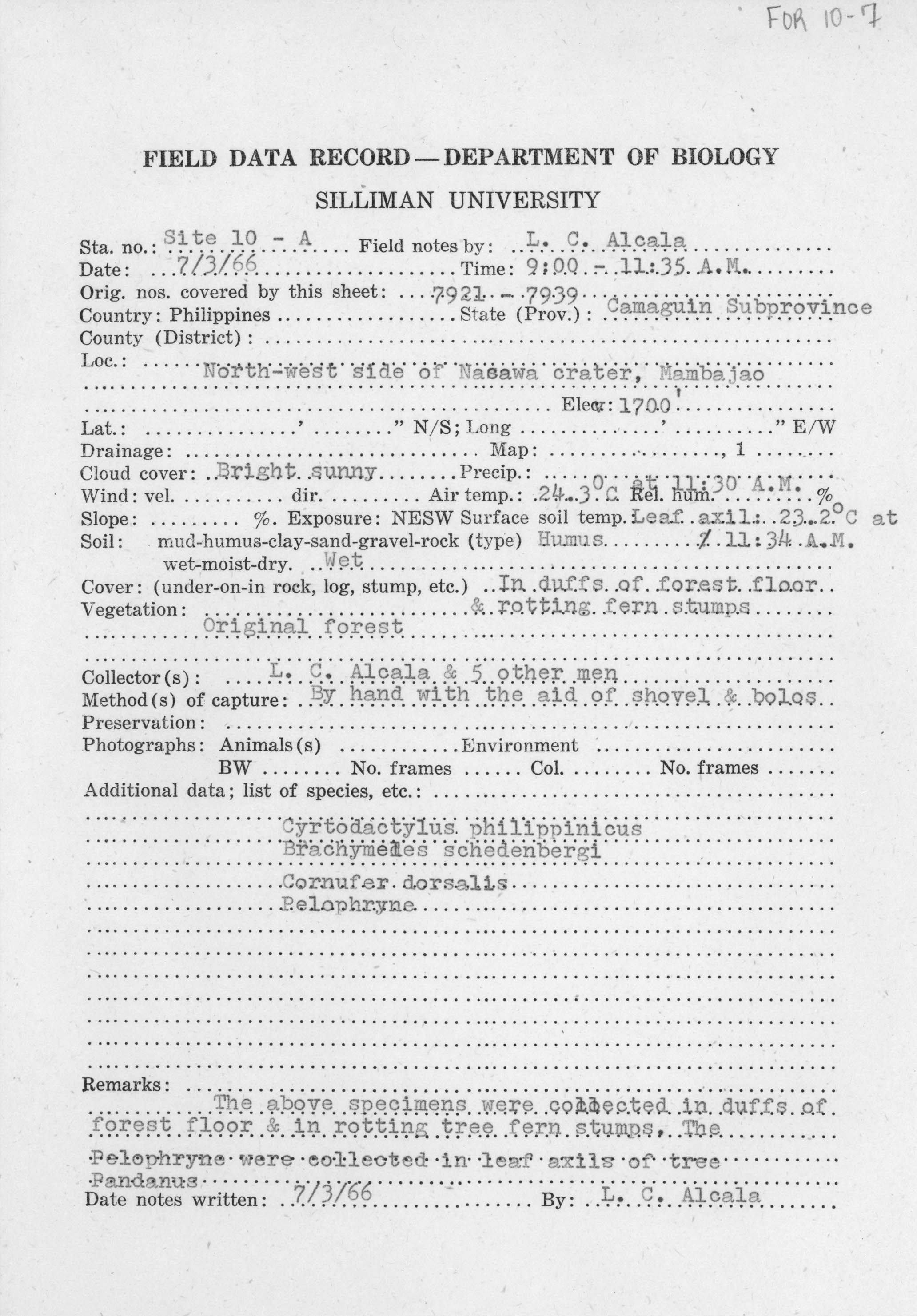 Oreophryne nana image