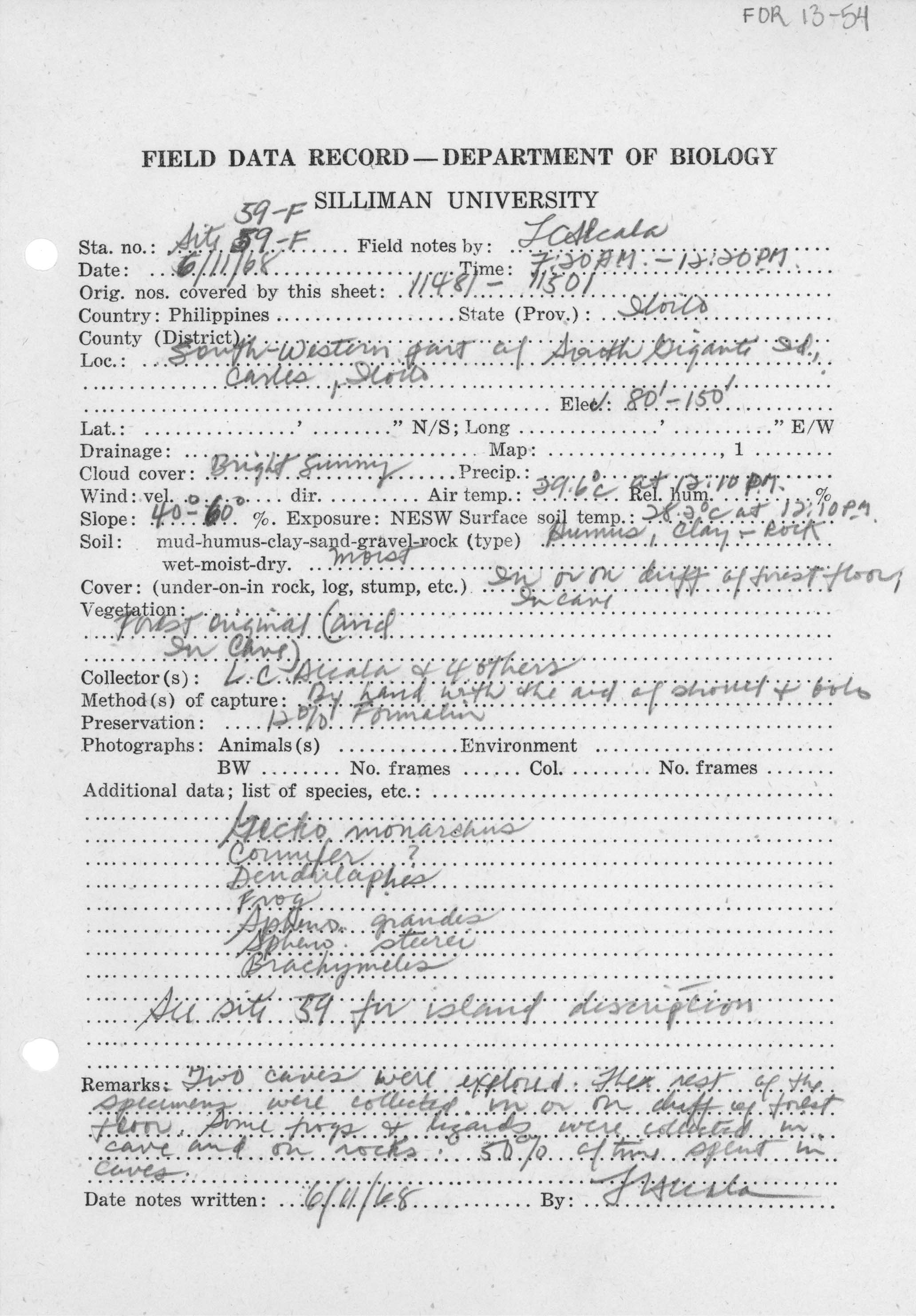 Platymantis insulatus image