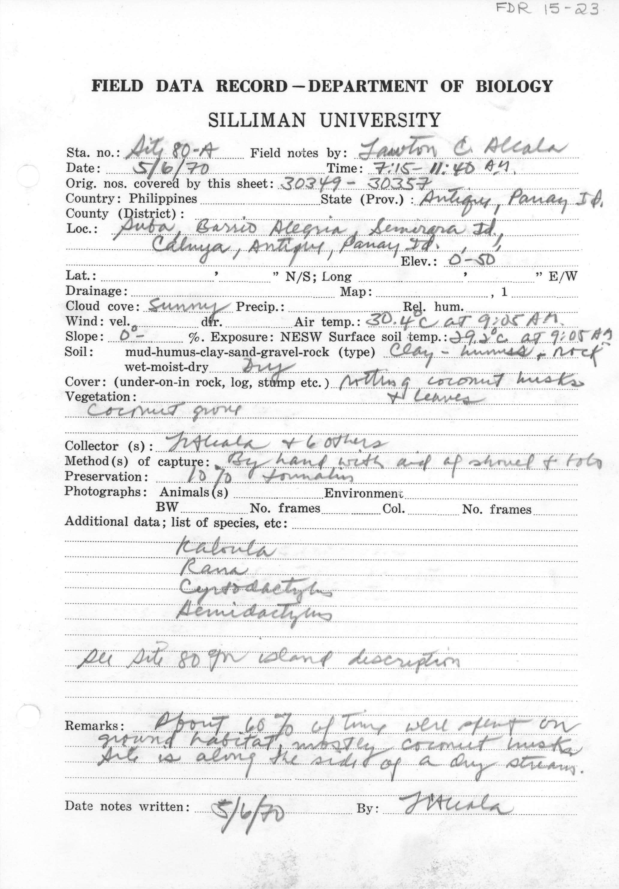 Hylarana mangyanum image