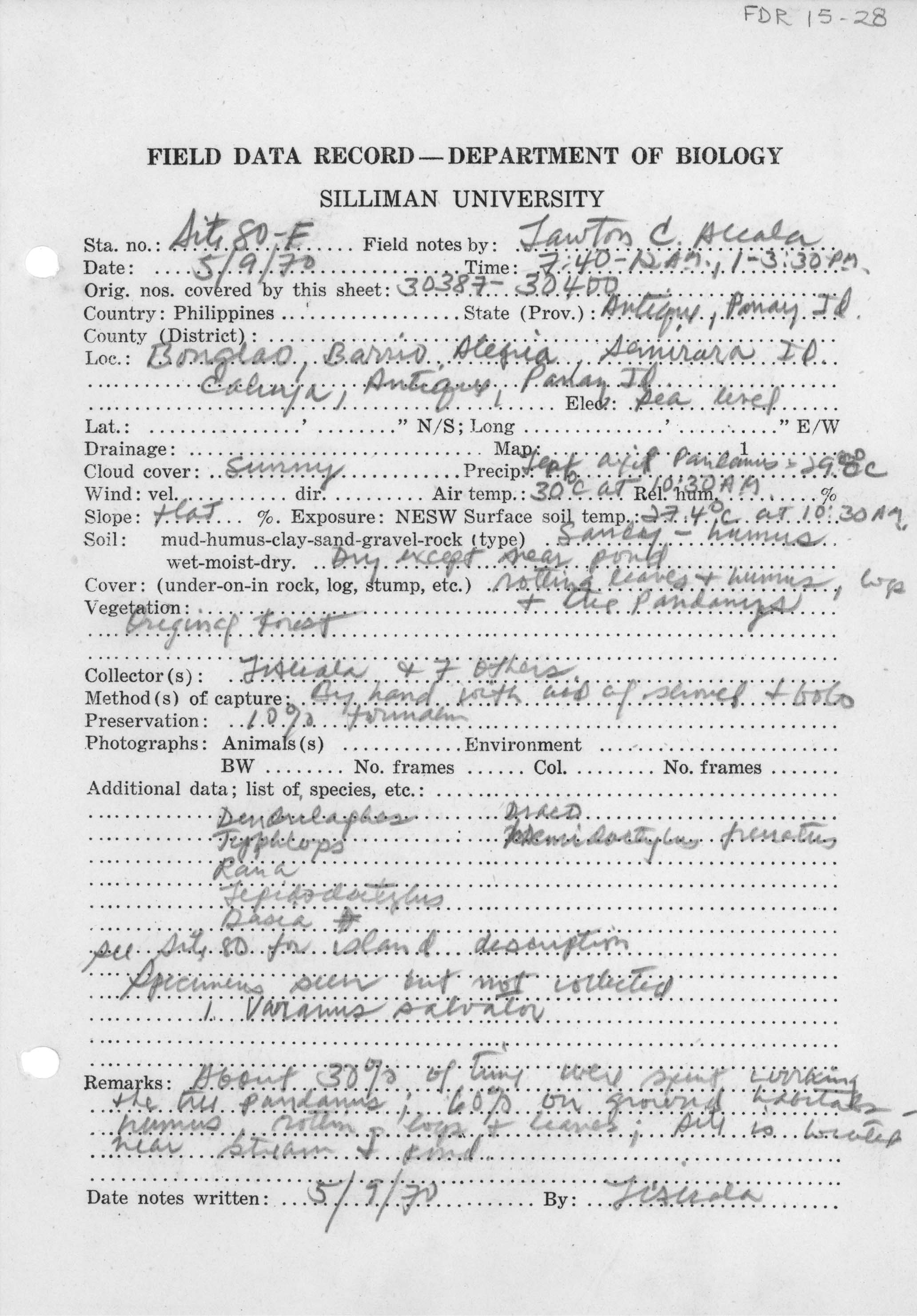 Hemiphyllodactylus image