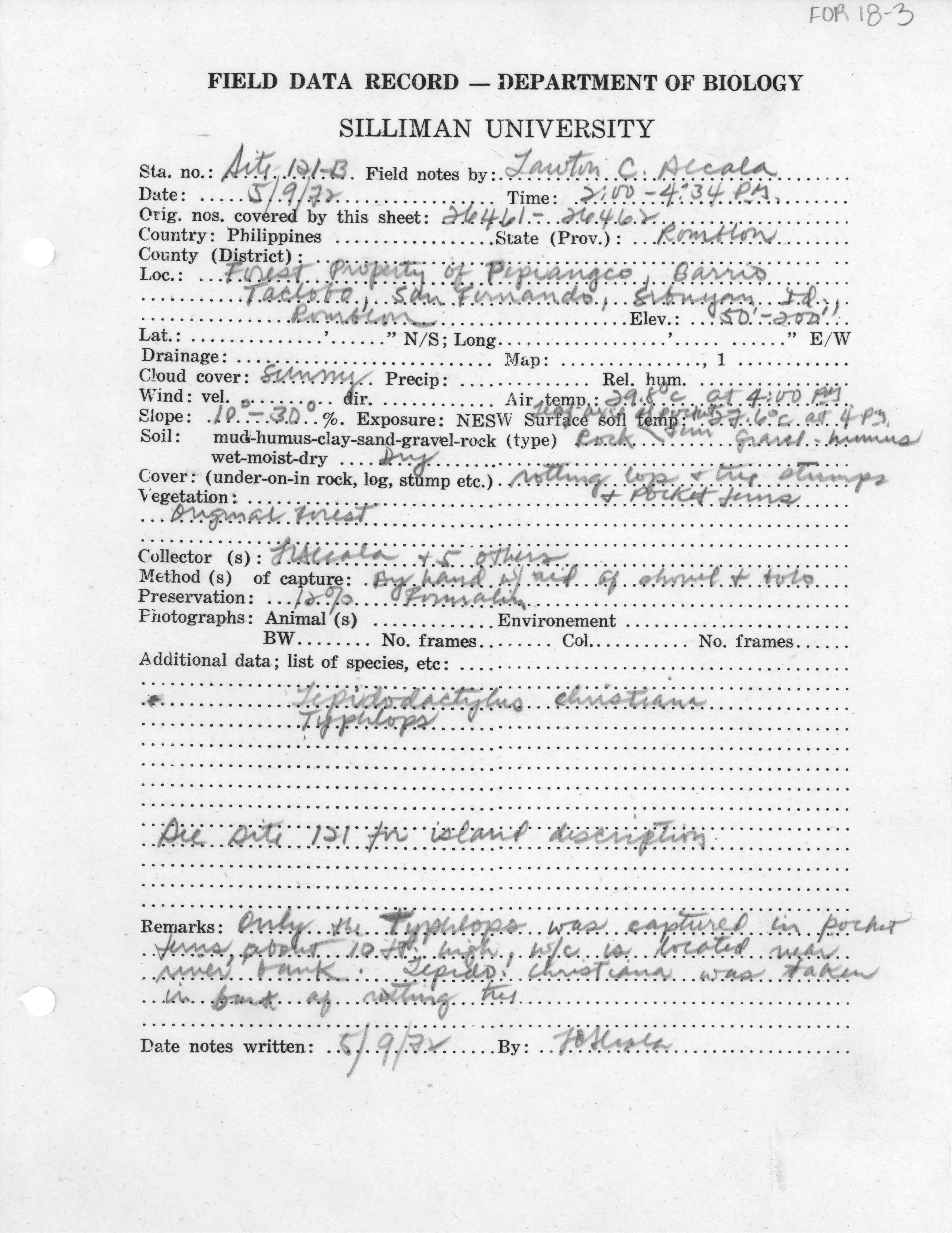 Ramphotyphlops cumingii image