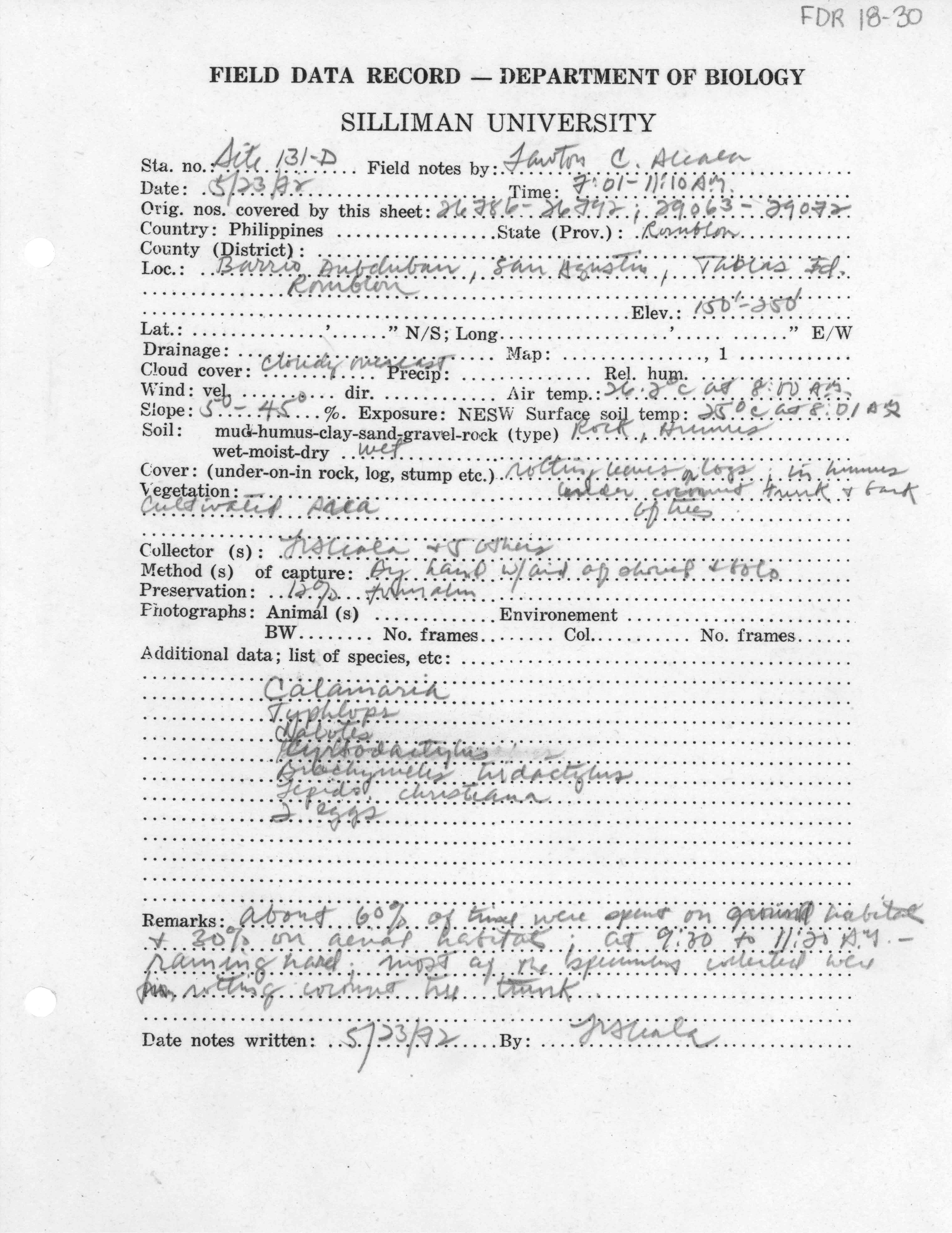 Lepidodactylus planicaudus image