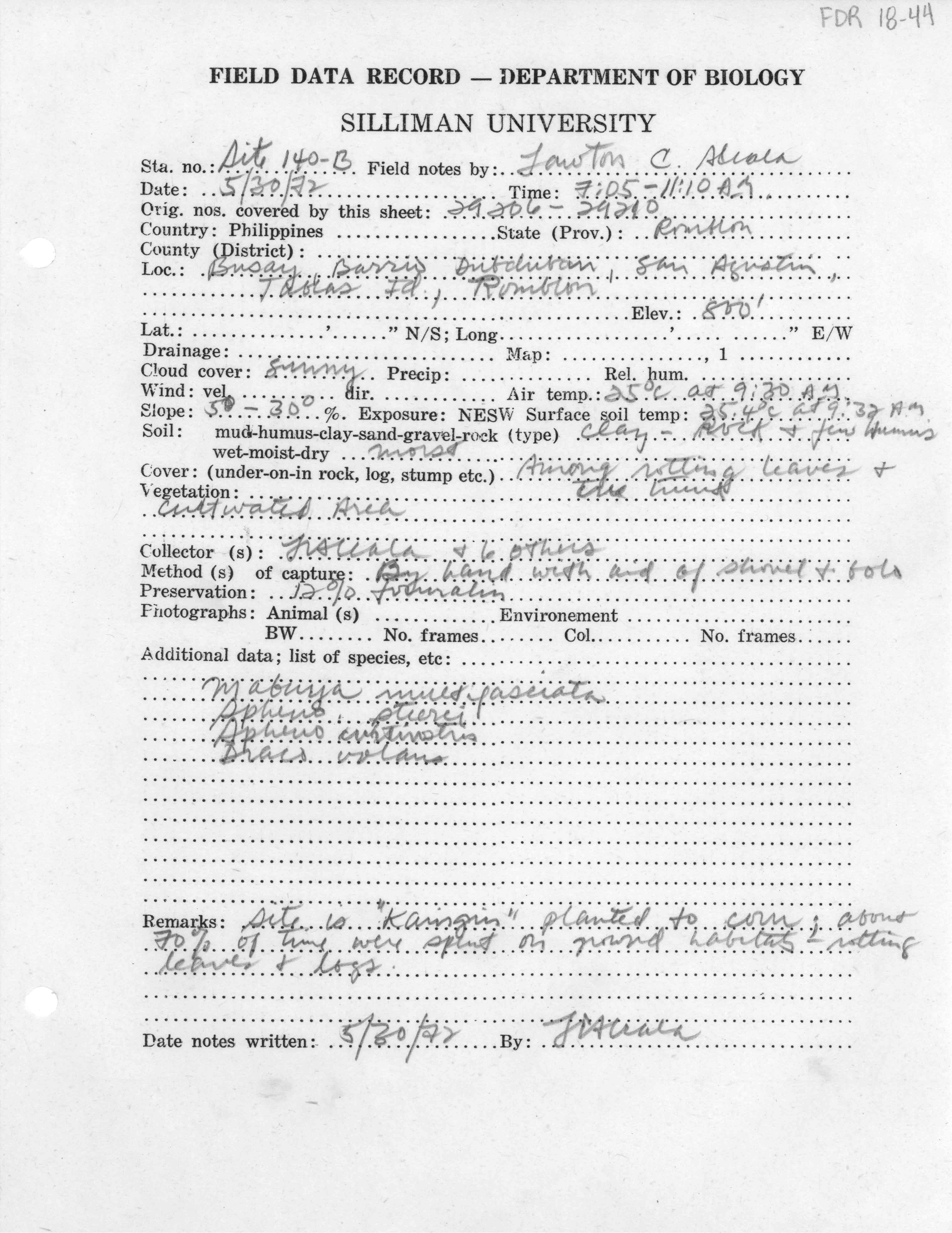 Mabuya multifasciata image