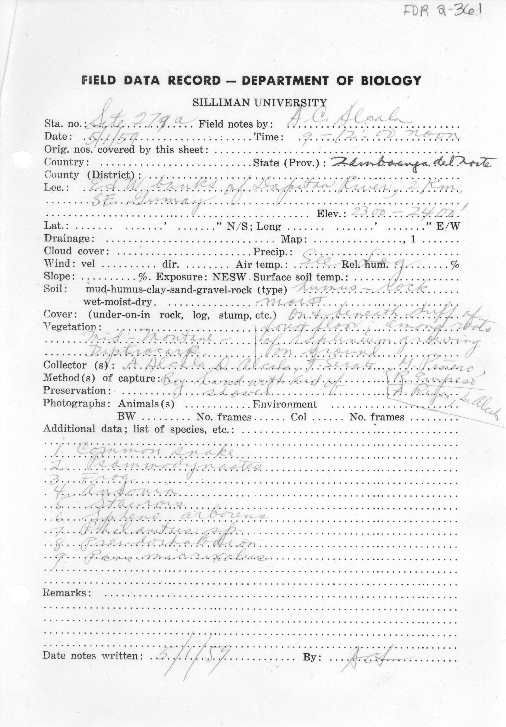 Limnonectes parvus image