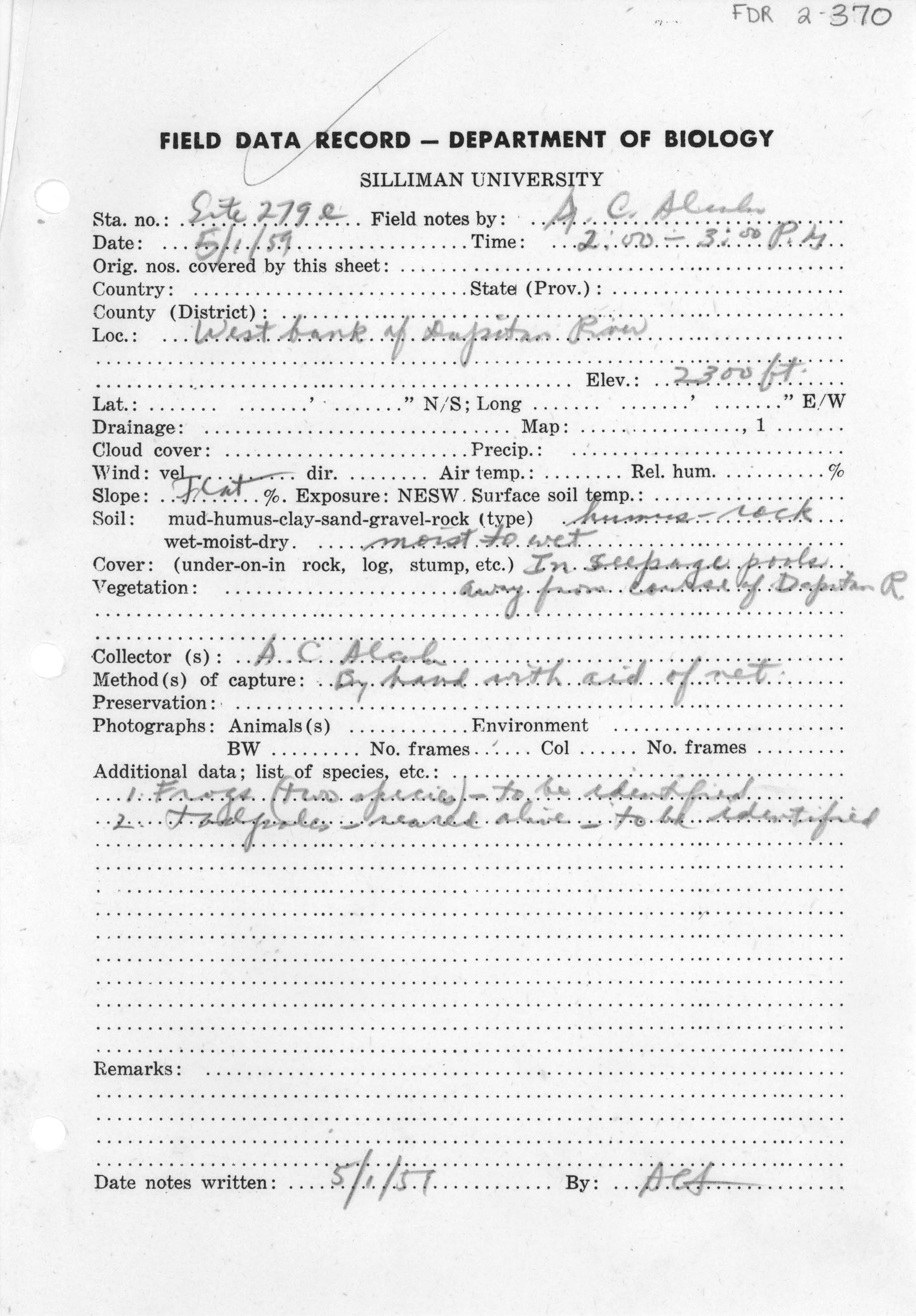 Occidozyga diminutiva image