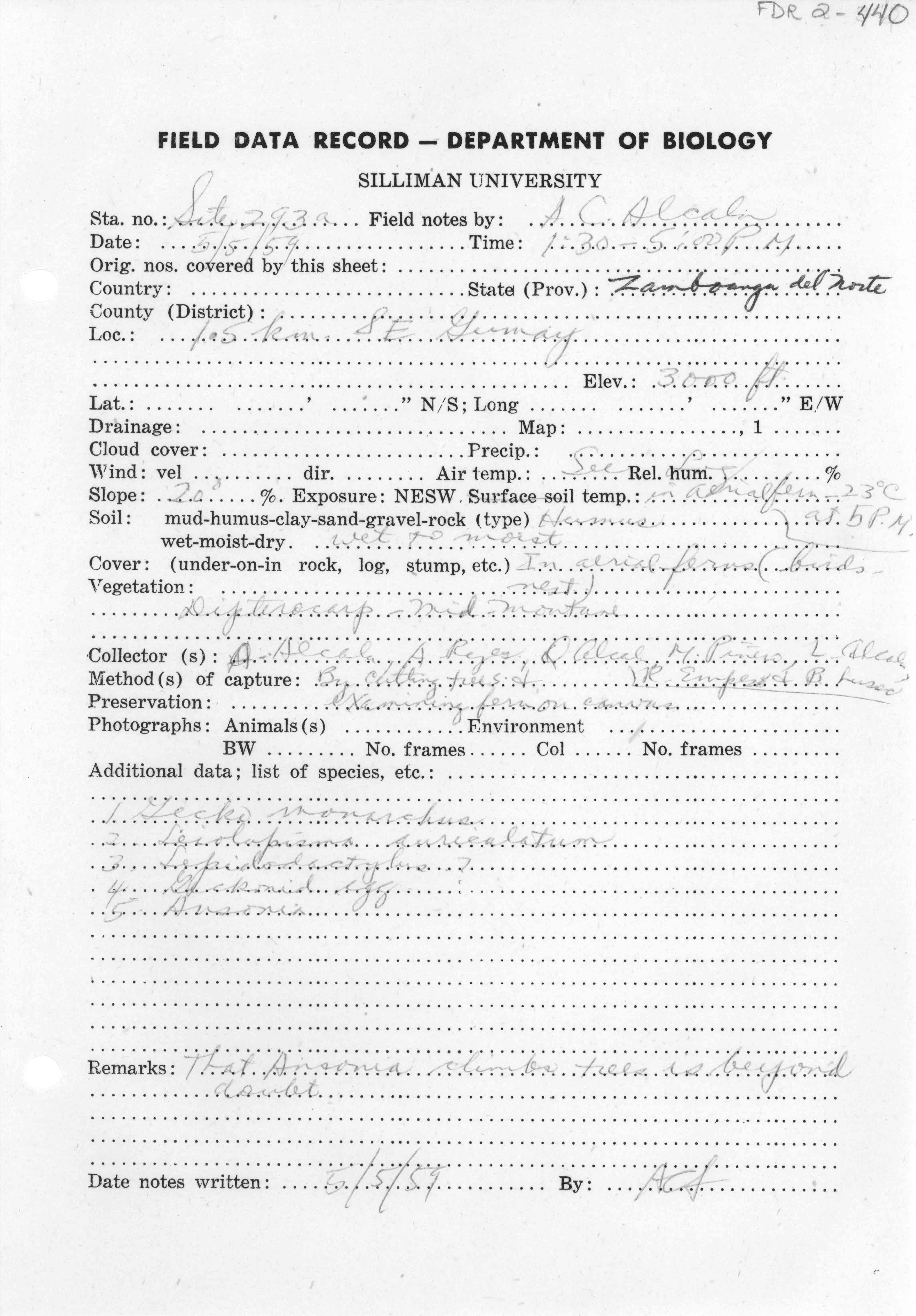 Lepidodactylus aureolineatus image