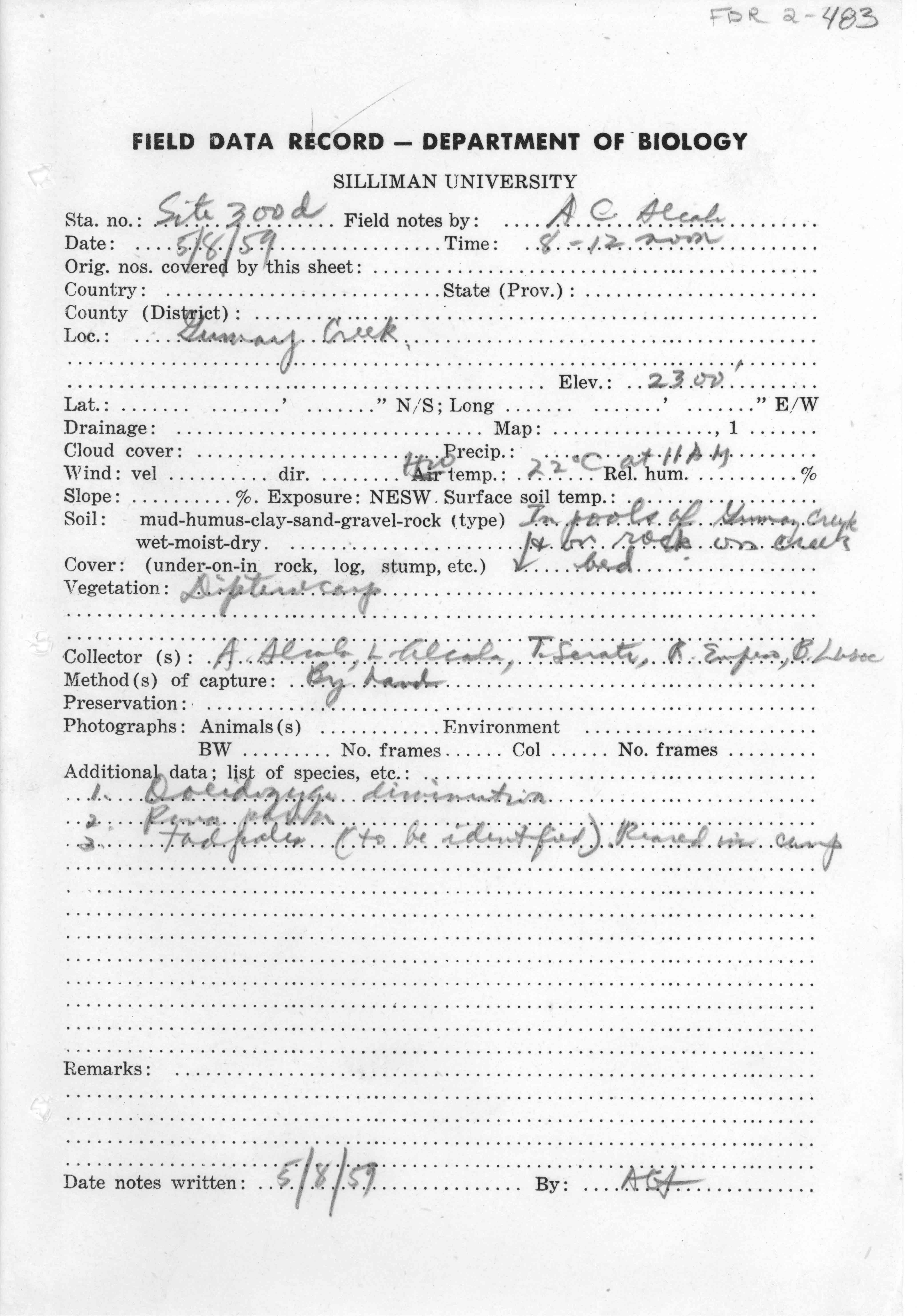 Occidozyga diminutiva image