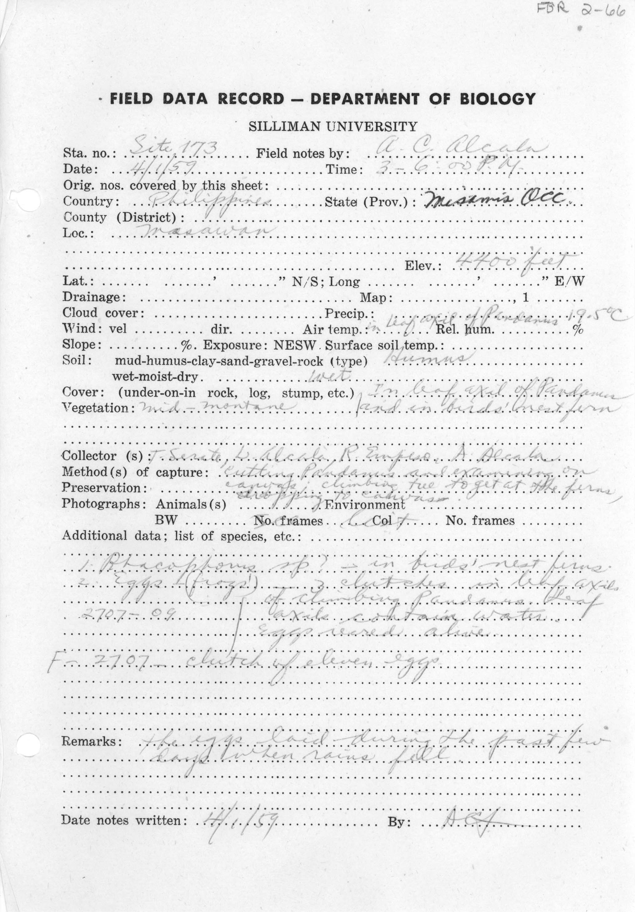 Pelophryne brevipes image