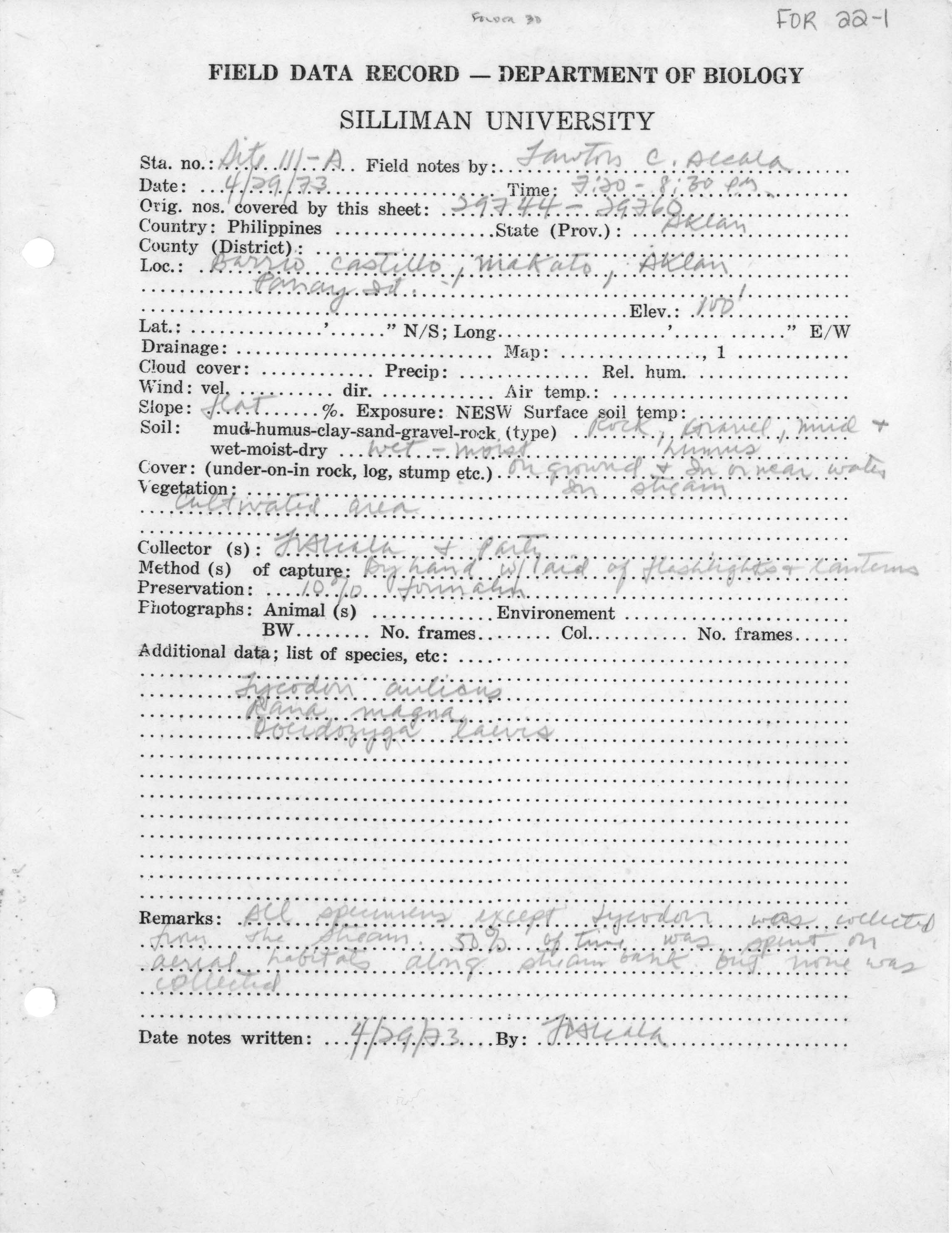 Limnonectes visayanus image