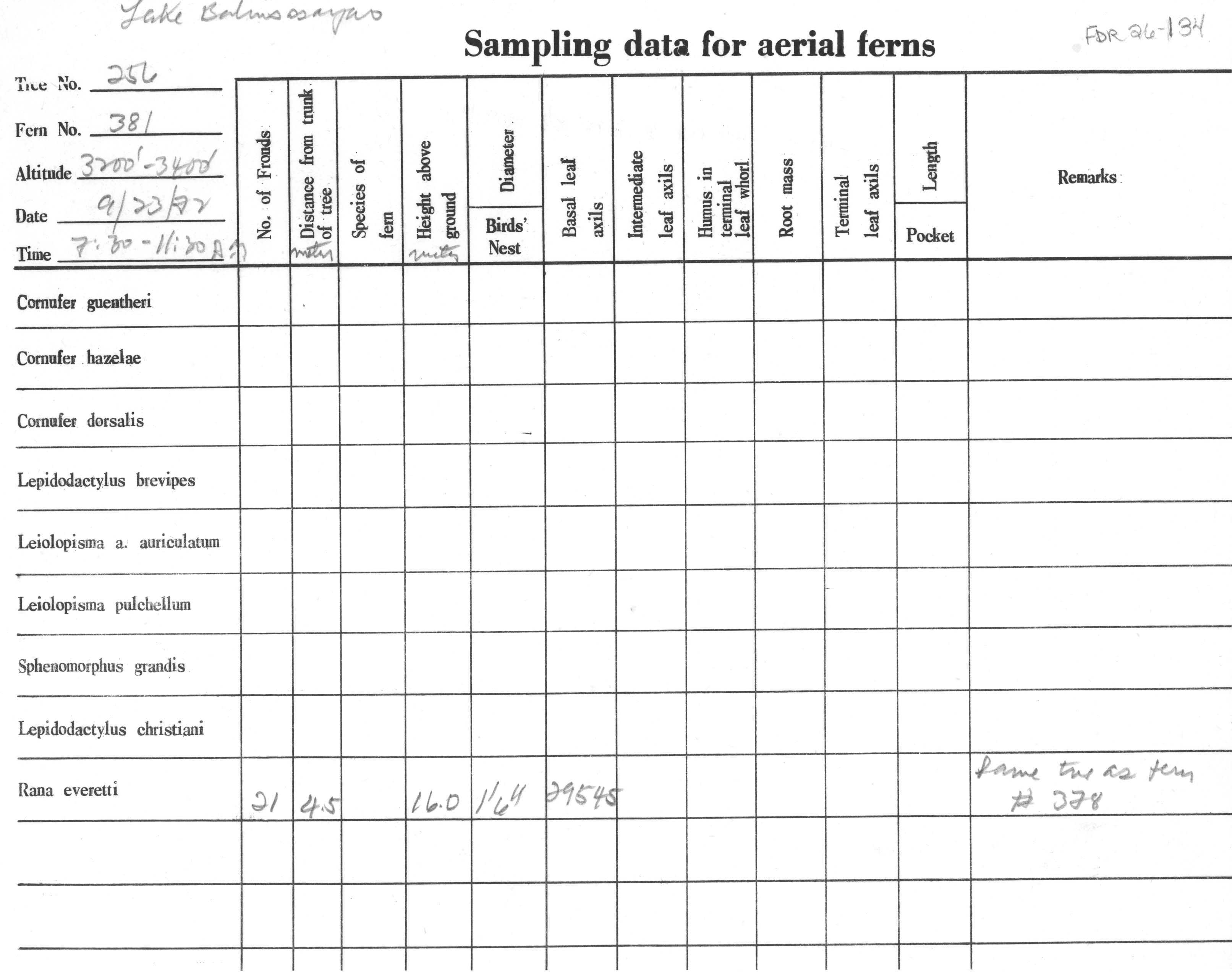 Hylarana everetti image