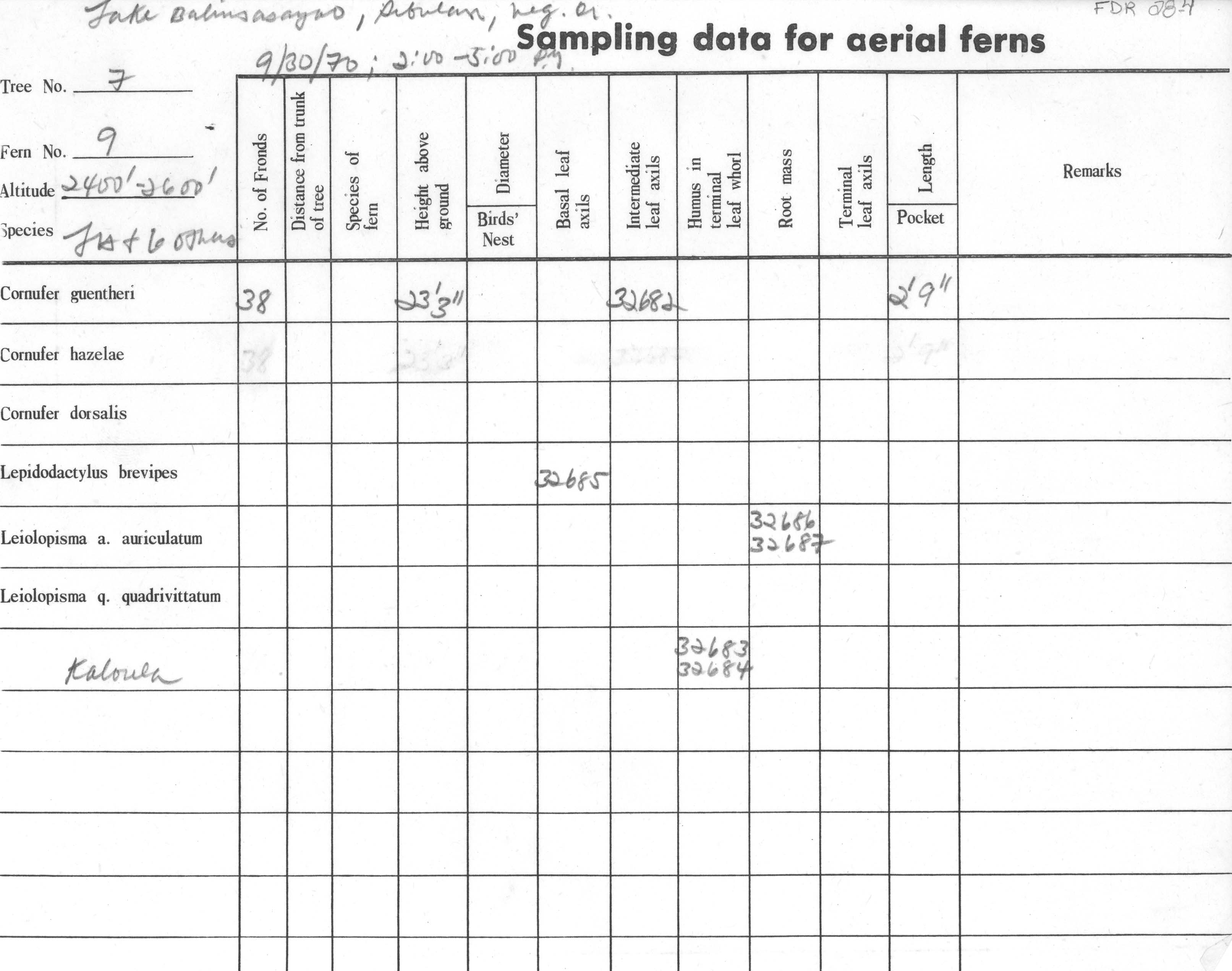Platymantis negrosensis image