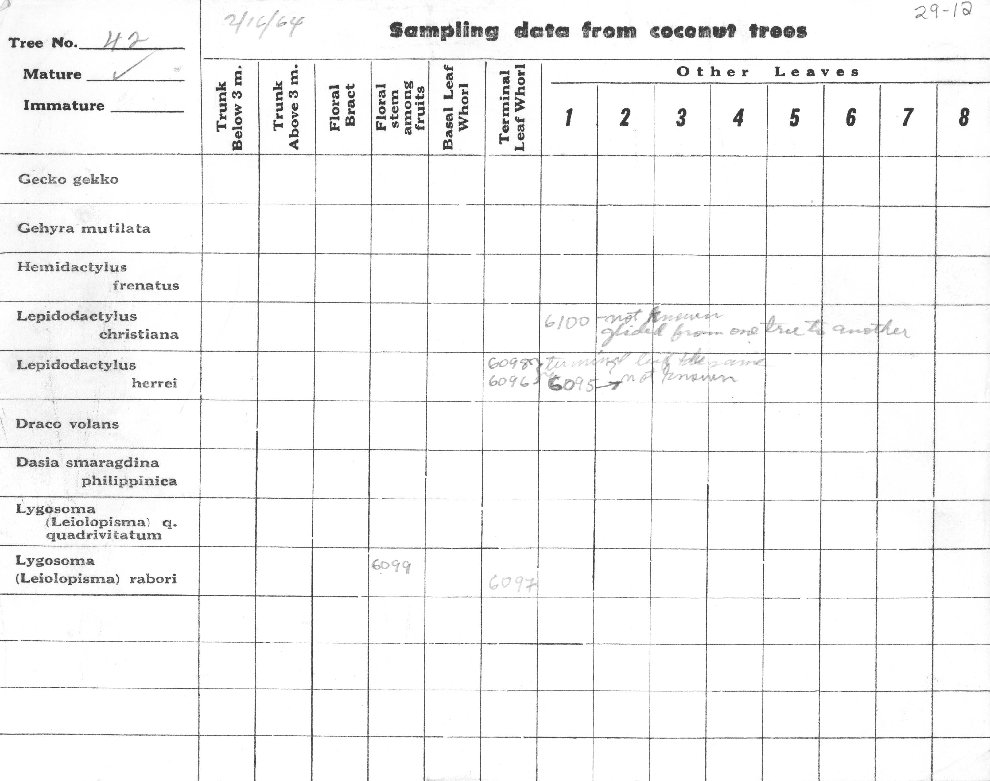 Lepidodactylus christiani image