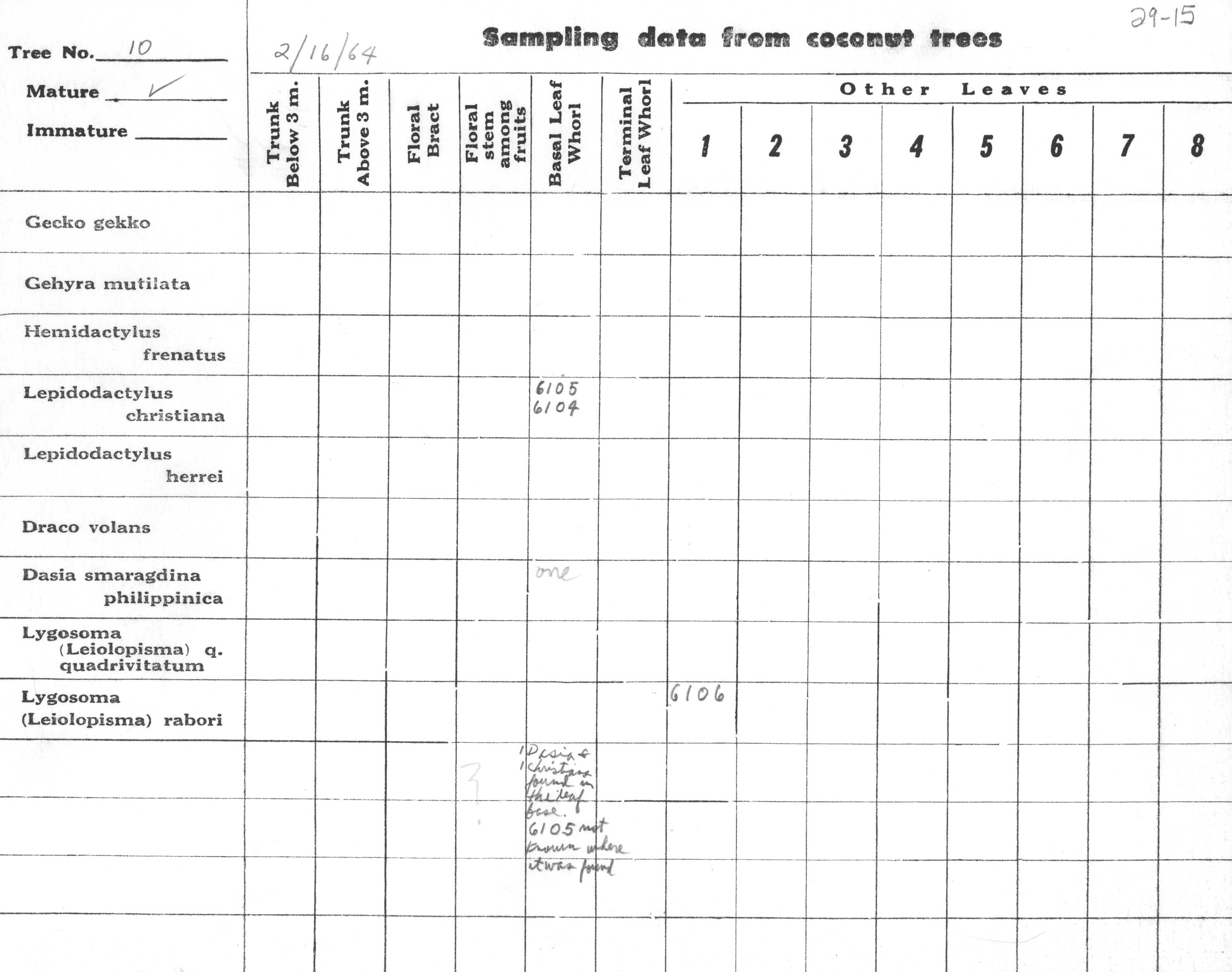 Lepidodactylus christiani image