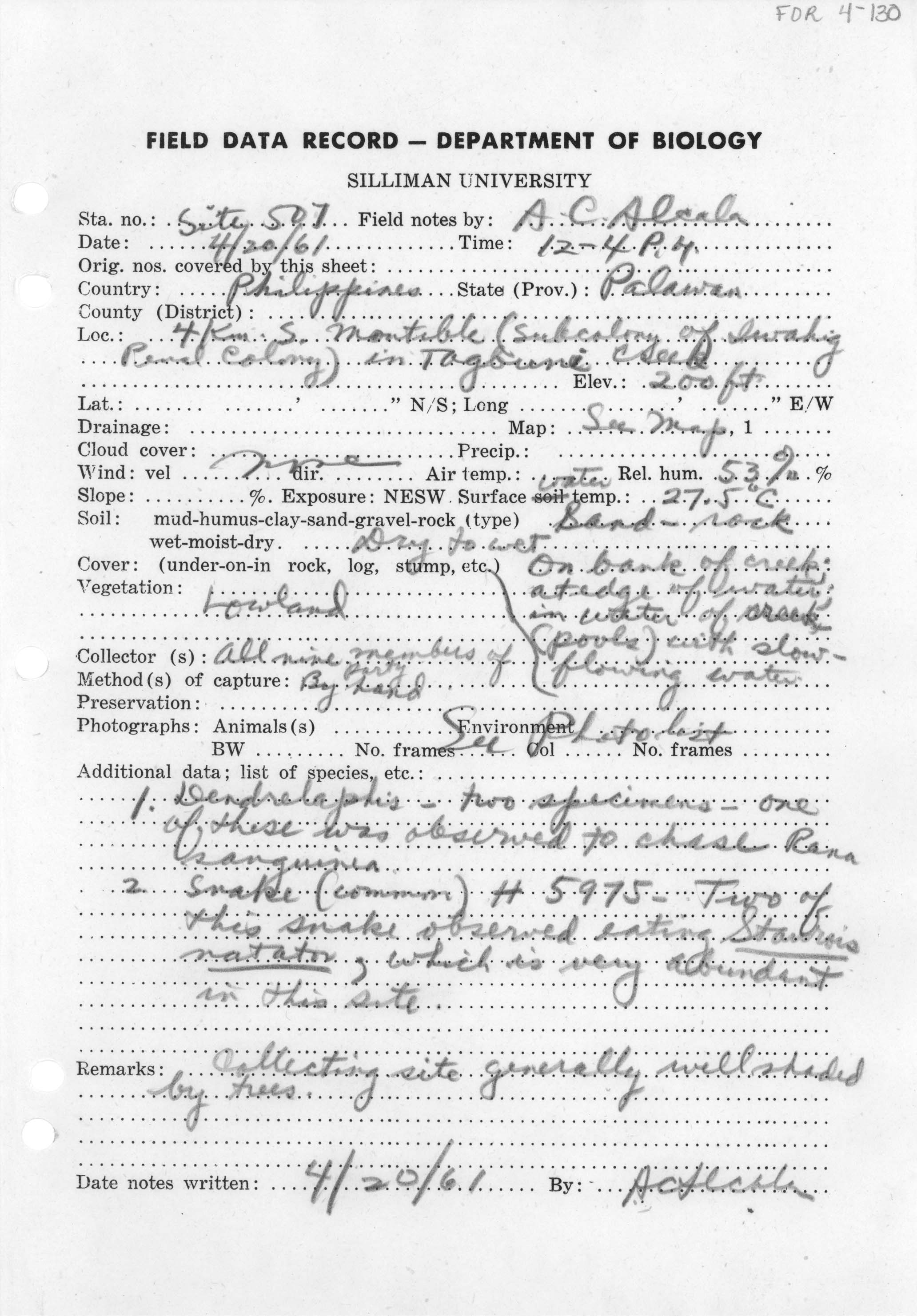 Rhabdophis chrysargus image