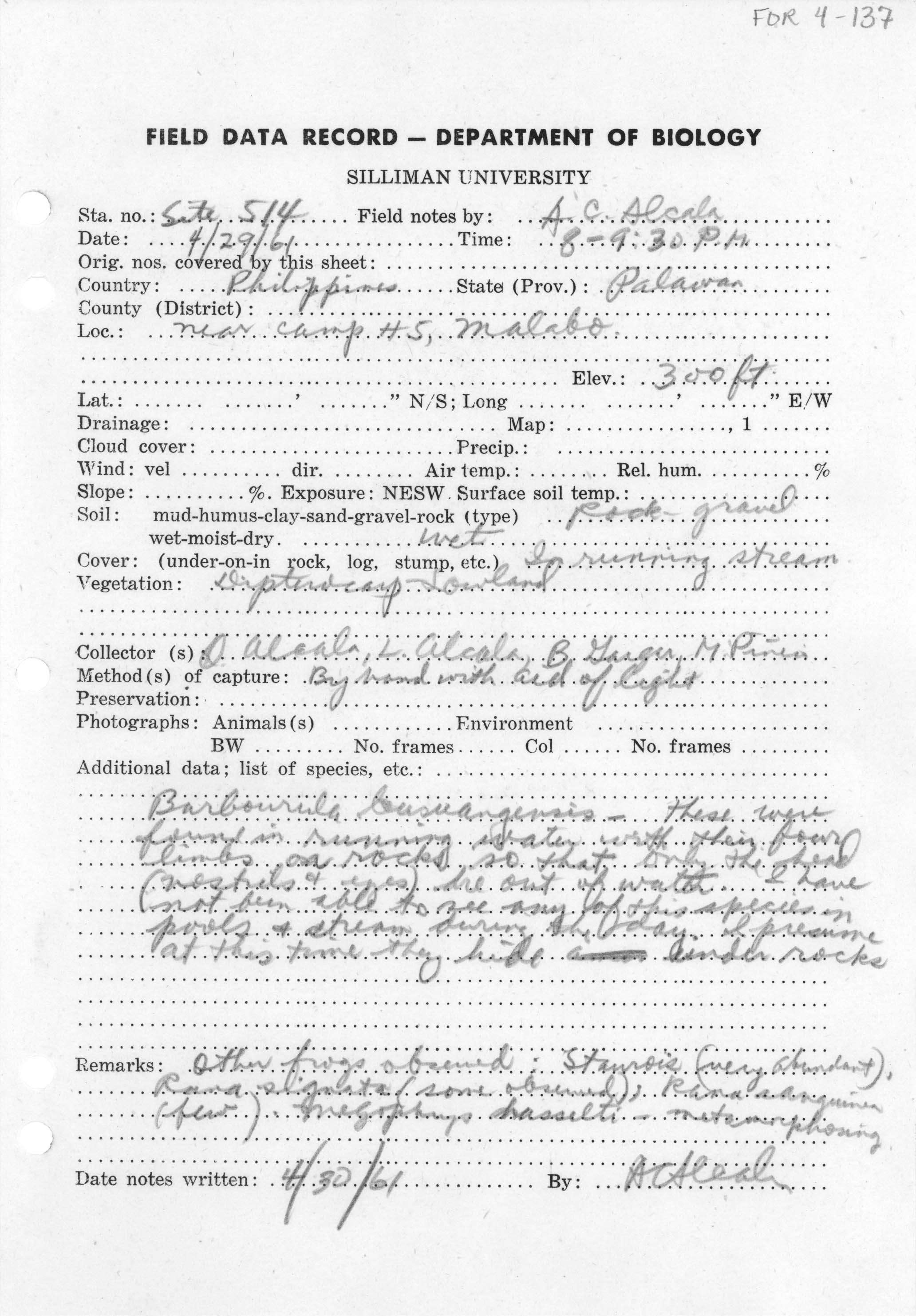 Barbourula busuangensis image