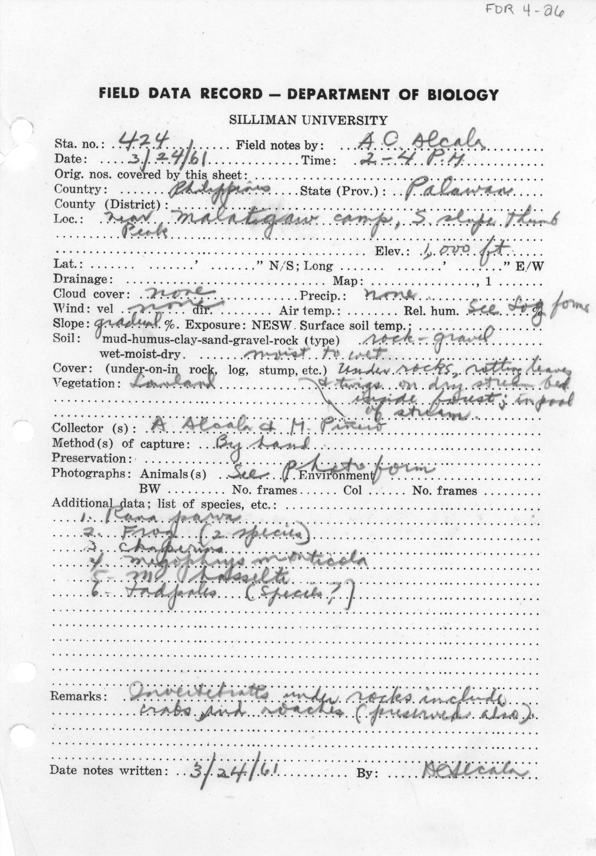 Limnonectes palavanensis image