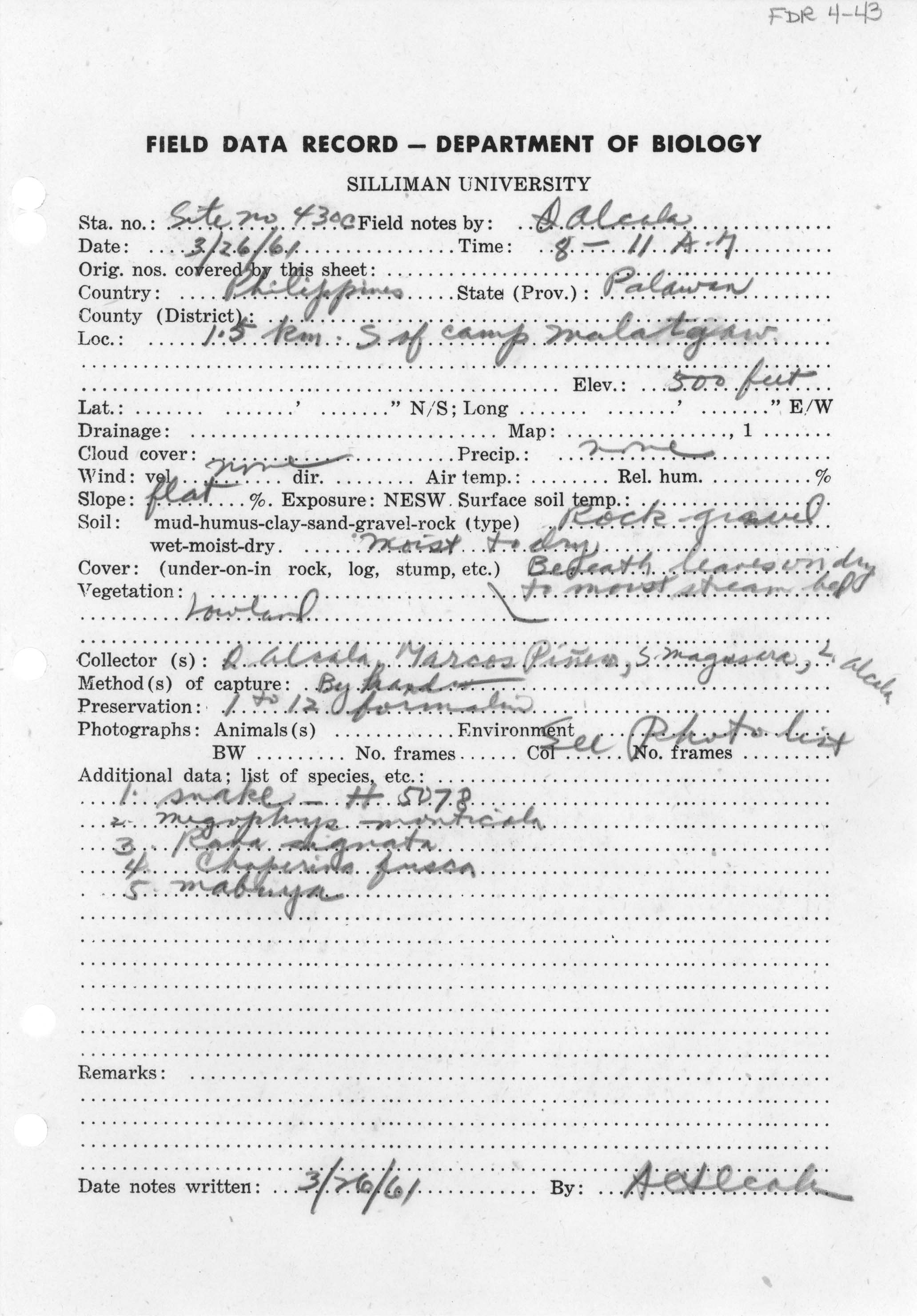 Hylarana moellendorffi image