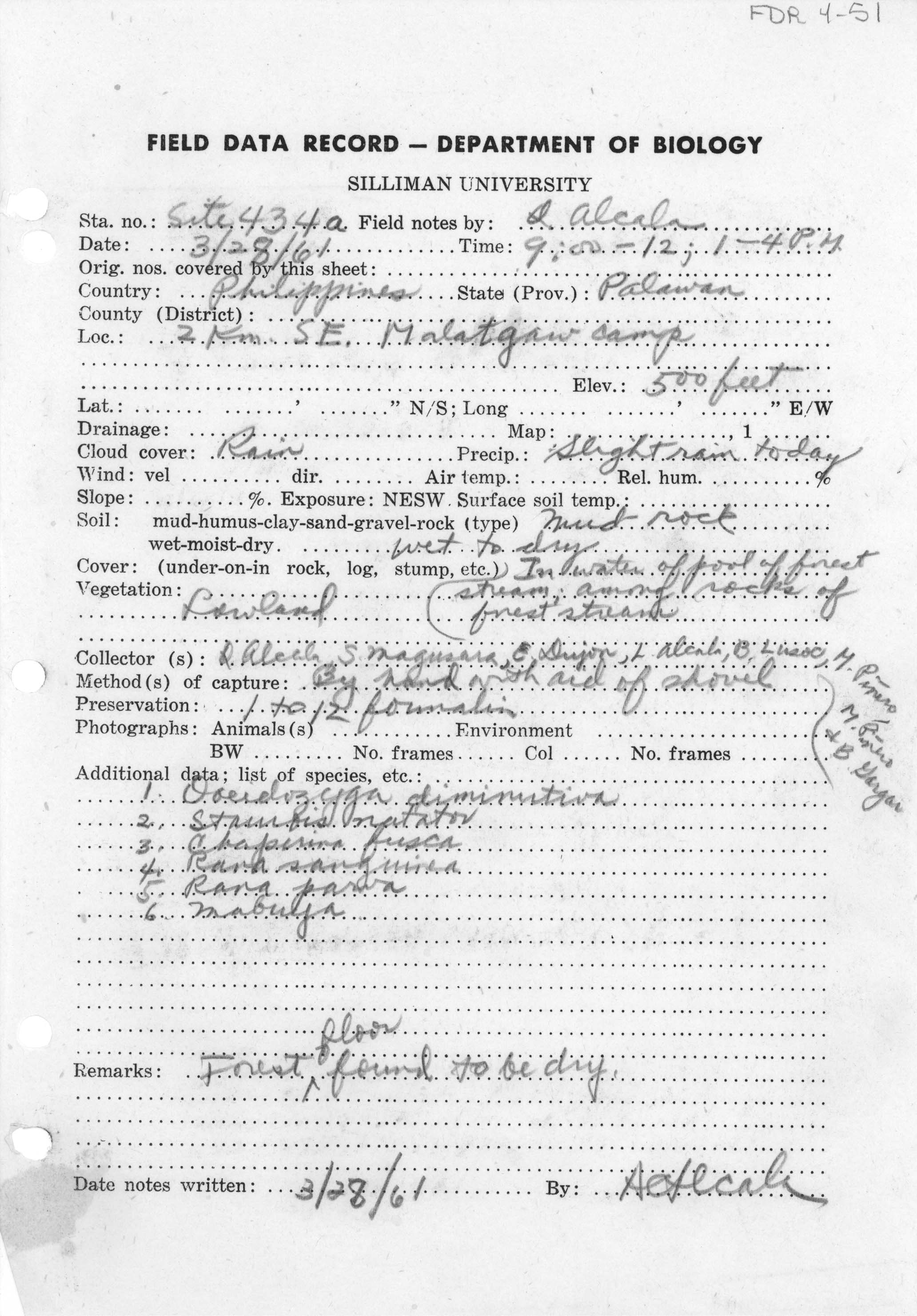 Chaperina fusca image