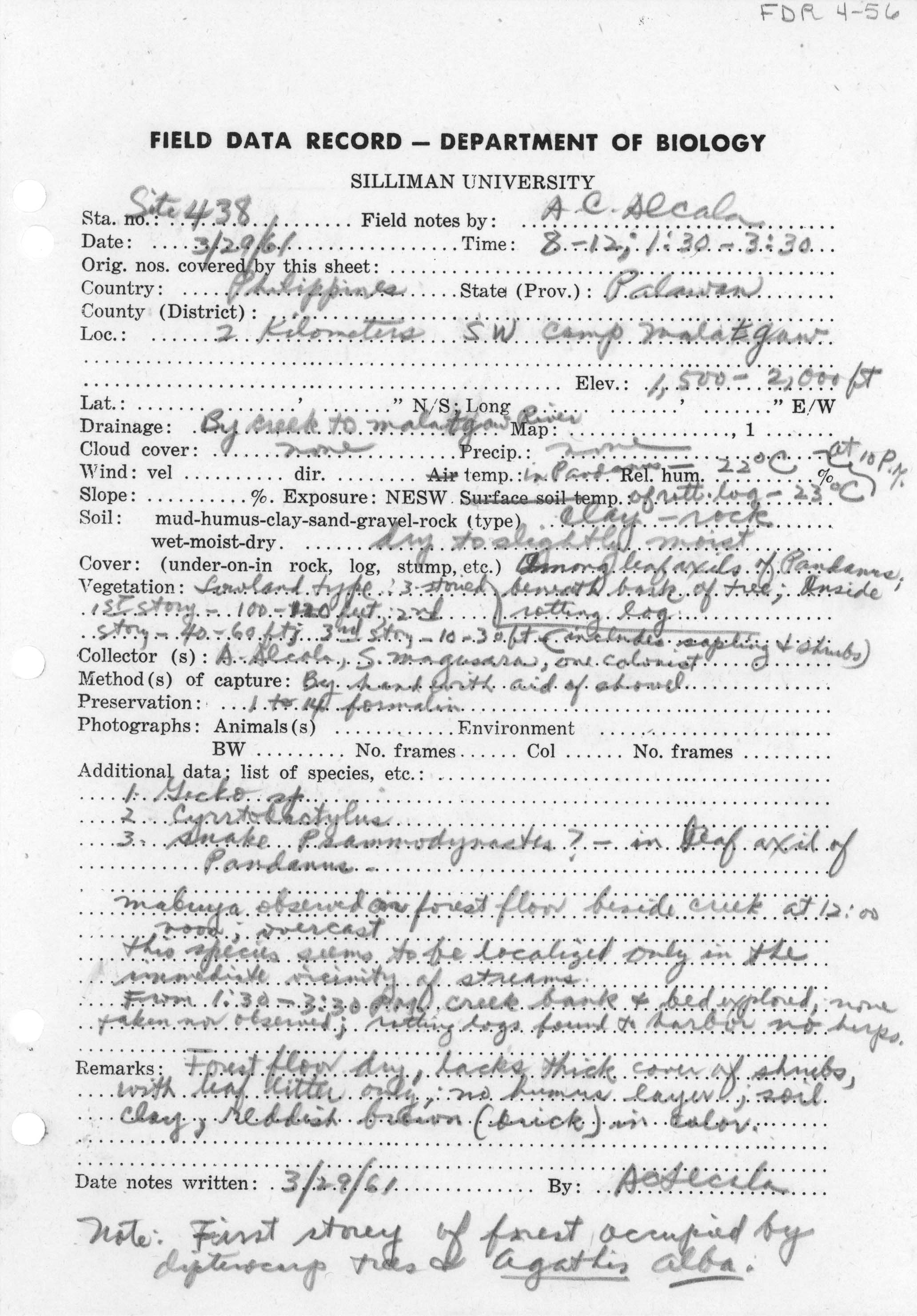 Gekko palawanensis image