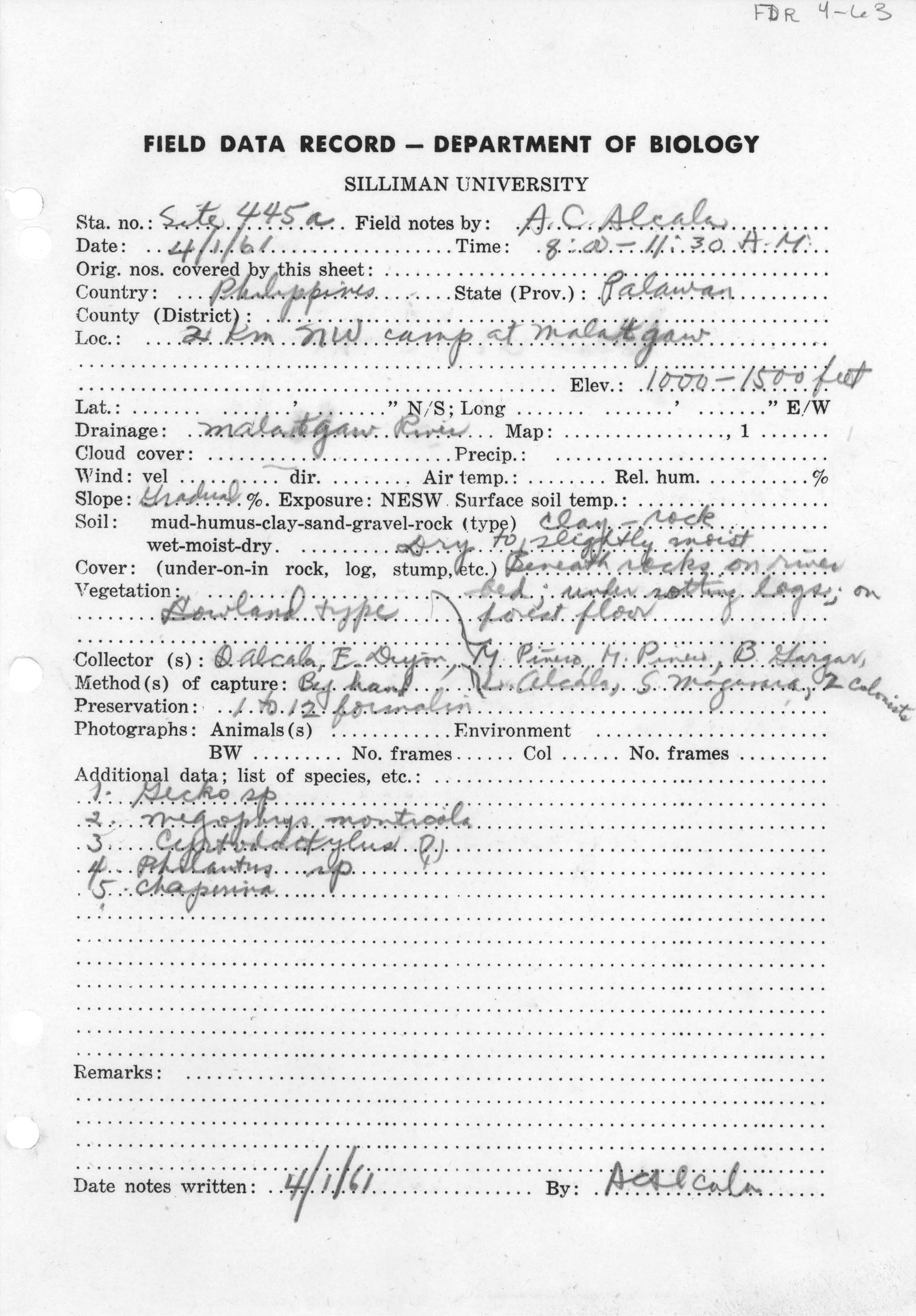 Megophrys ligayae image