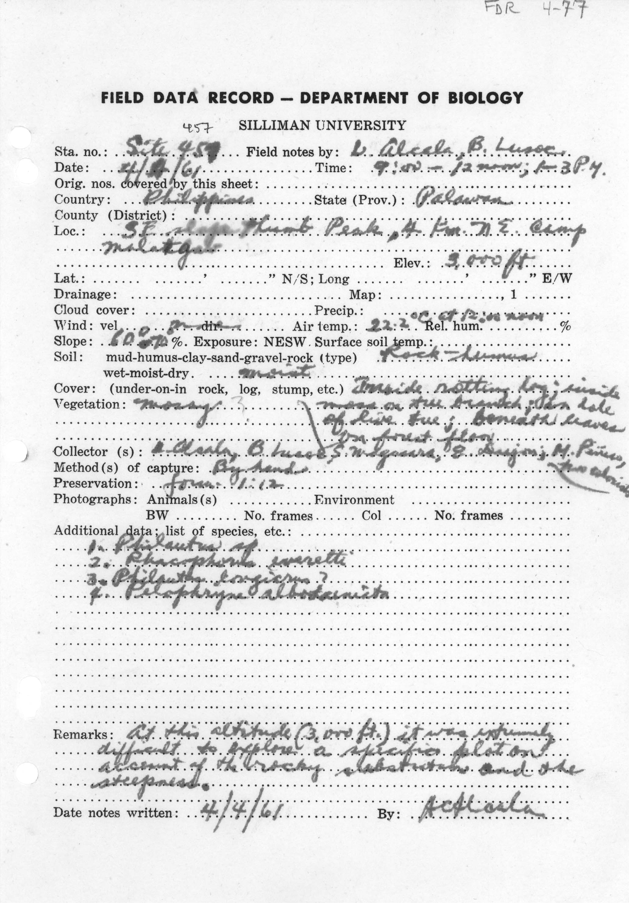 Pelophryne albotaeniata image