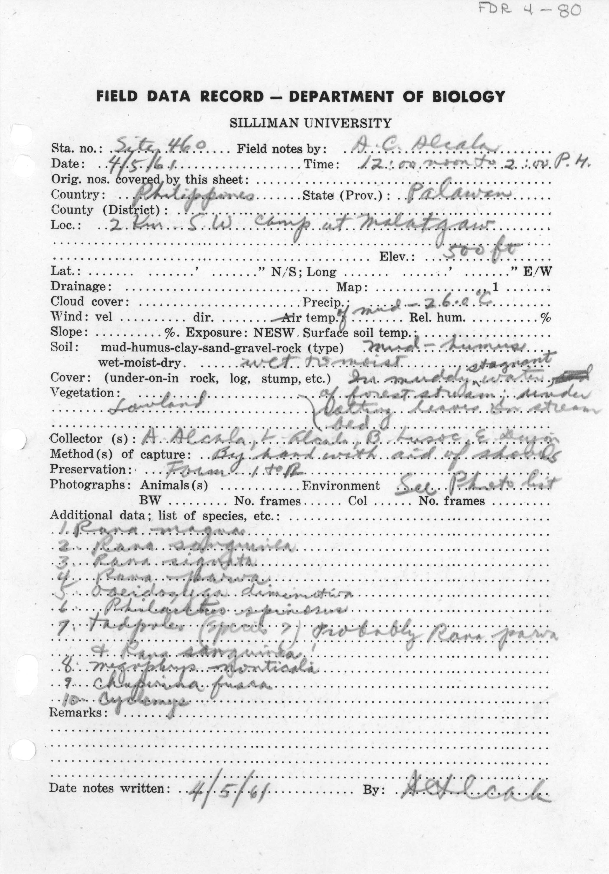 Occidozyga laevis image