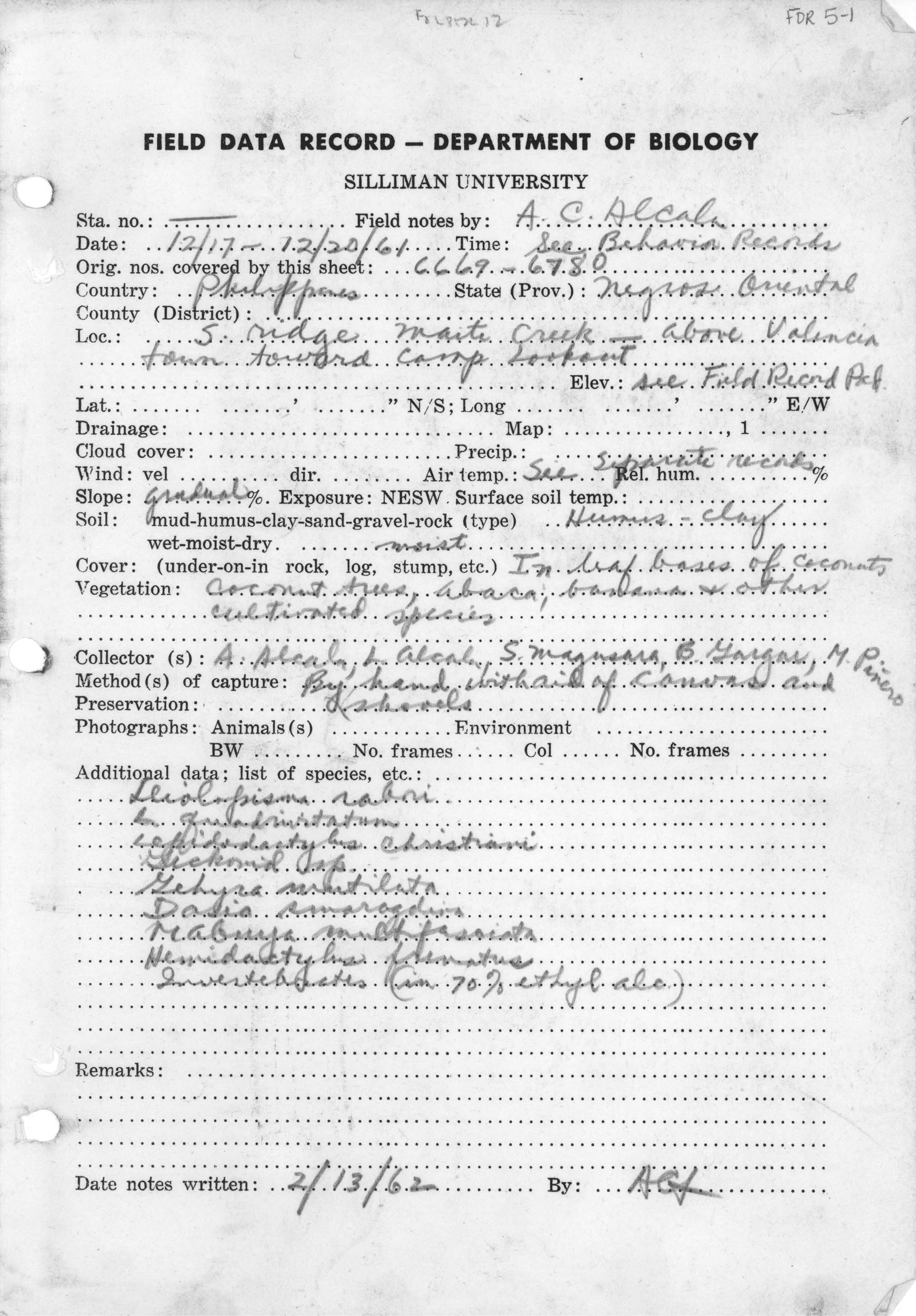 Platymantis corrugatus image