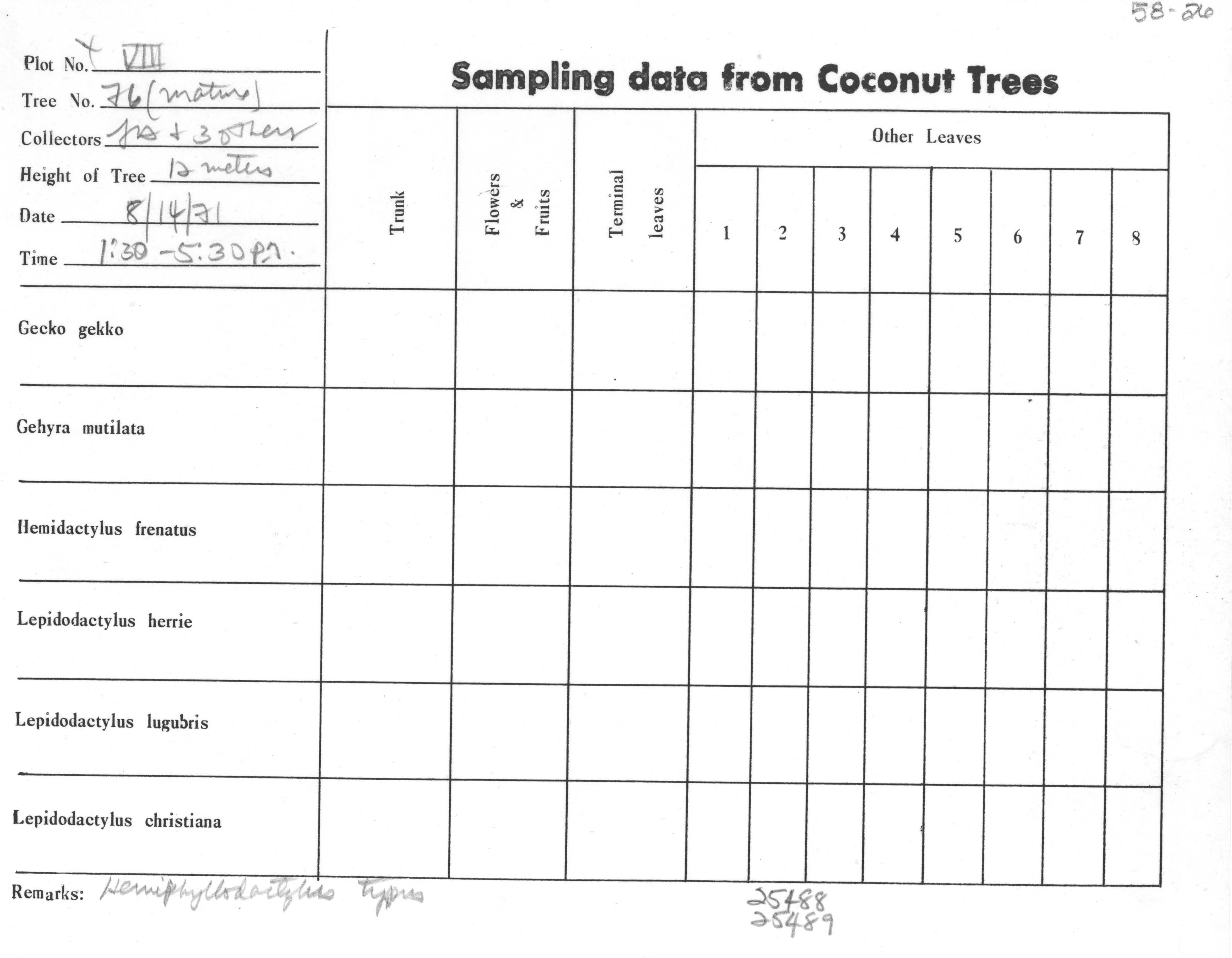 Hemiphyllodactylus insularis image