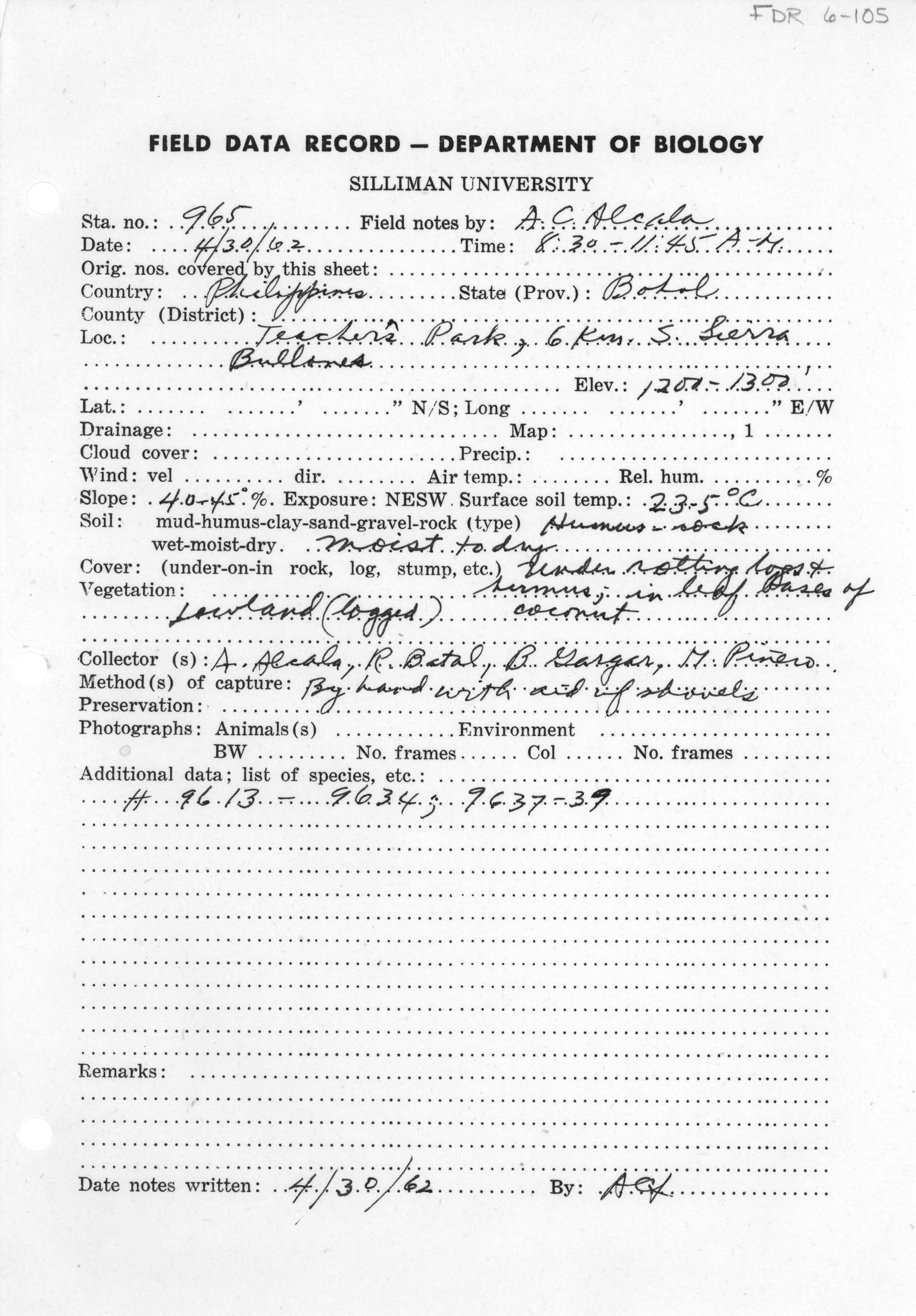 Platymantis corrugatus image