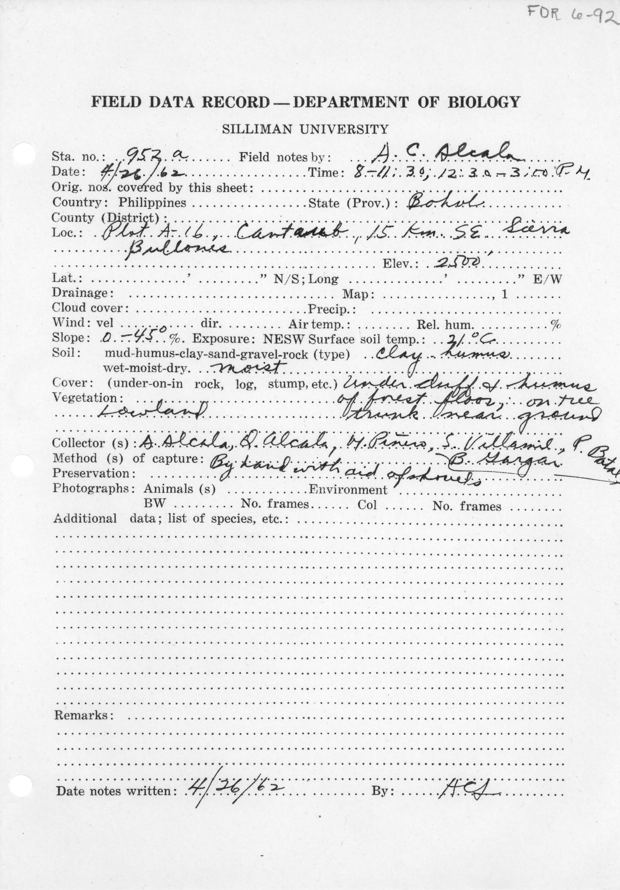 Platymantis guentheri image