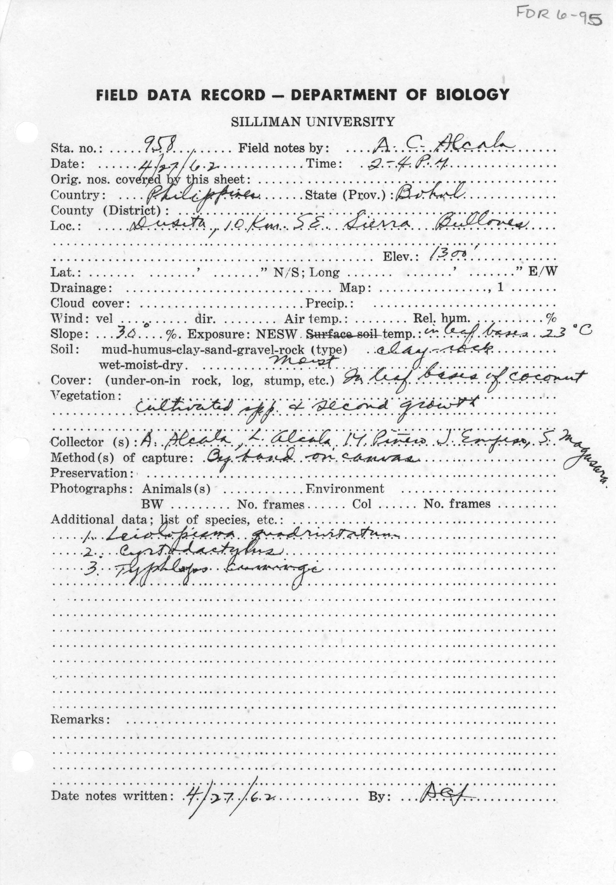 Ramphotyphlops cumingii image