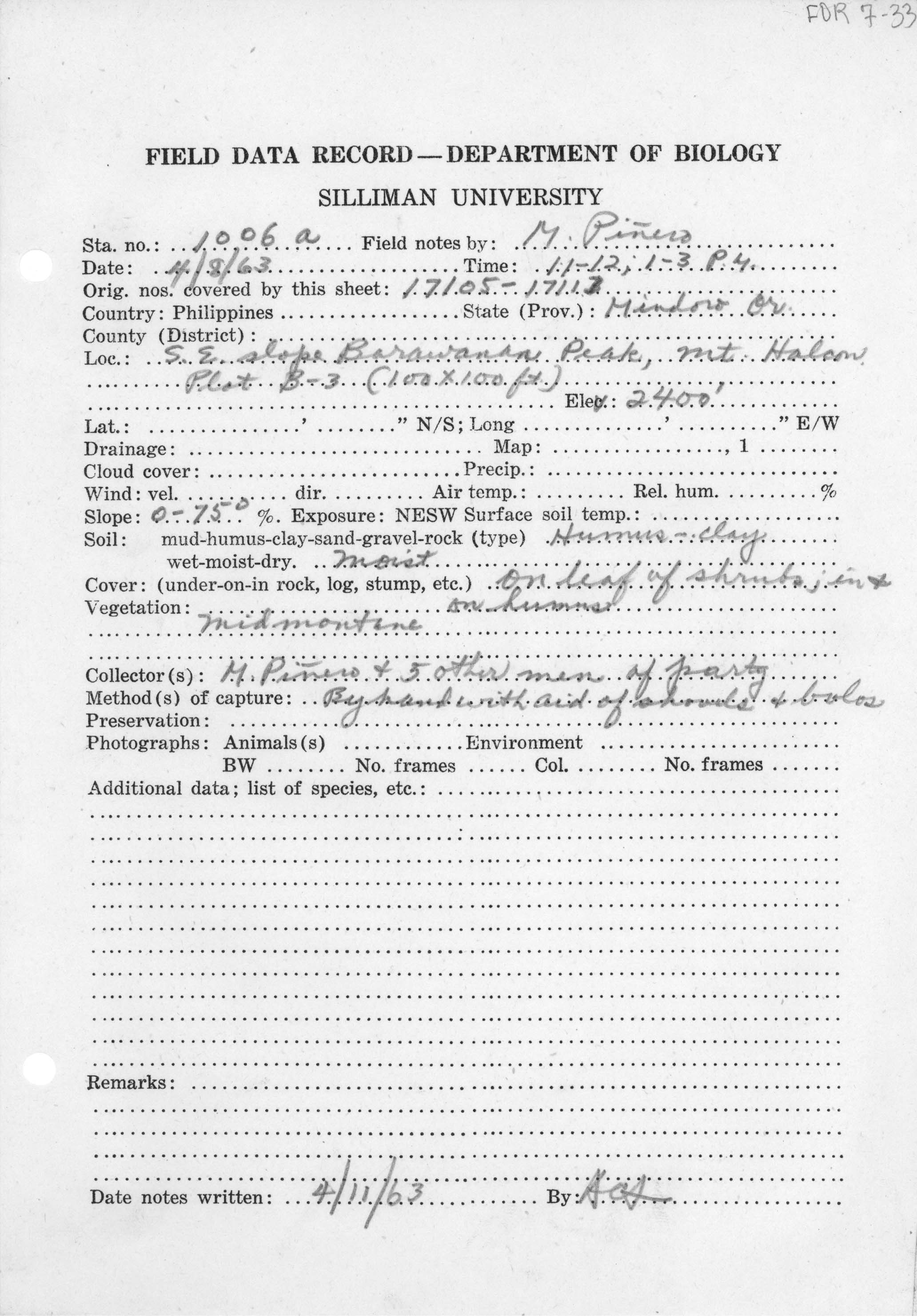 Philautus schmackeri image