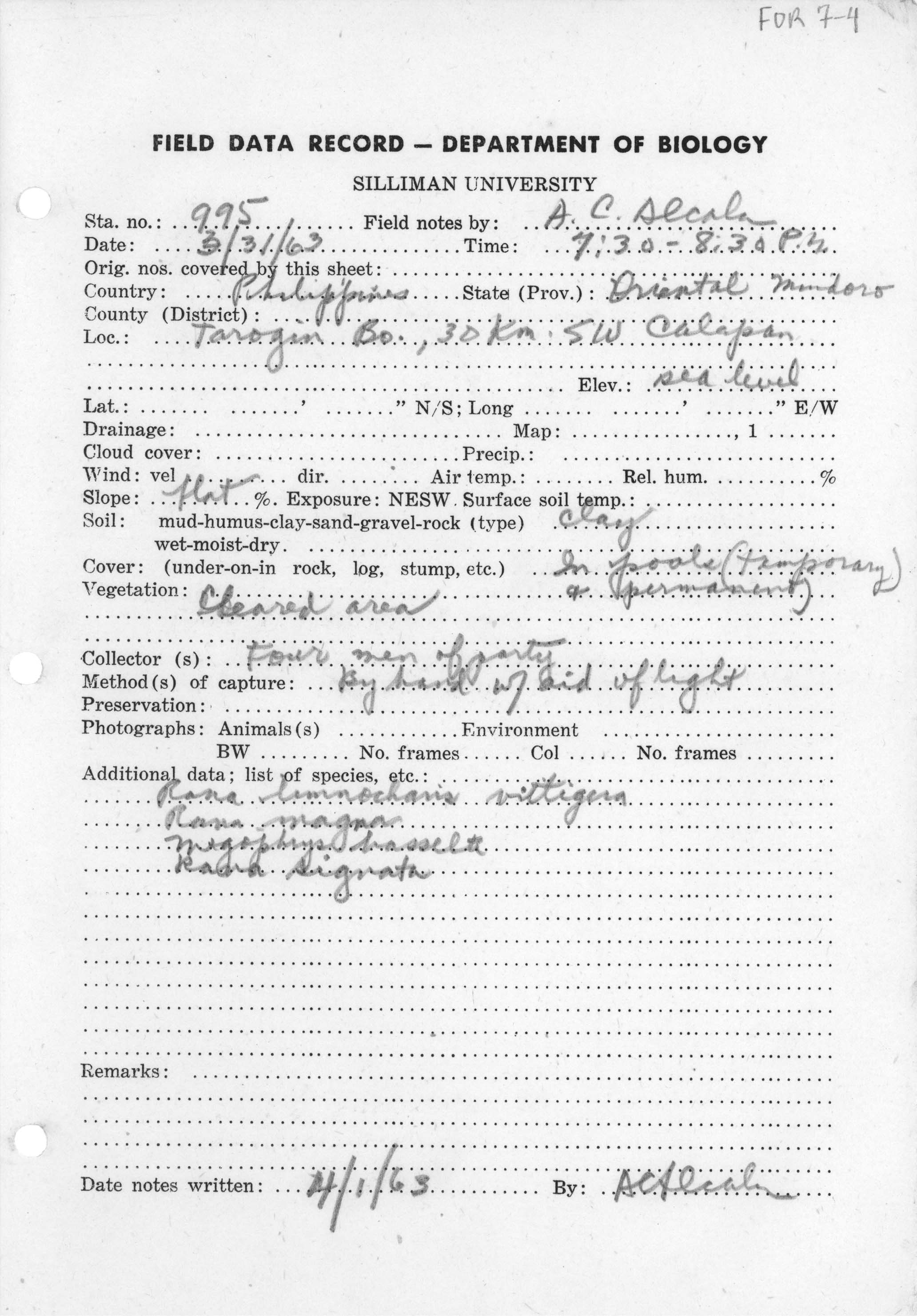 Hylarana mangyanum image