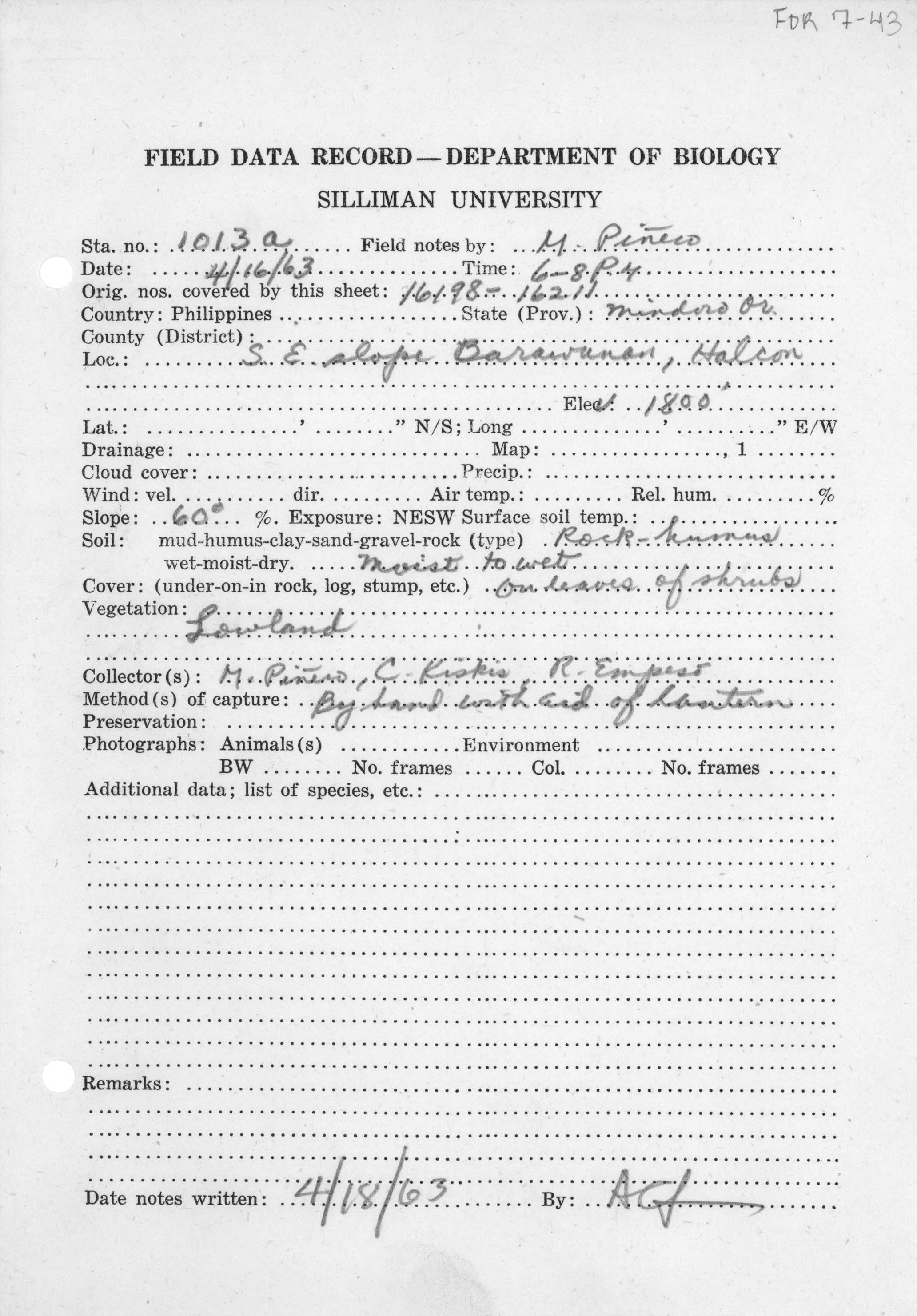 Platymantis dorsalis image