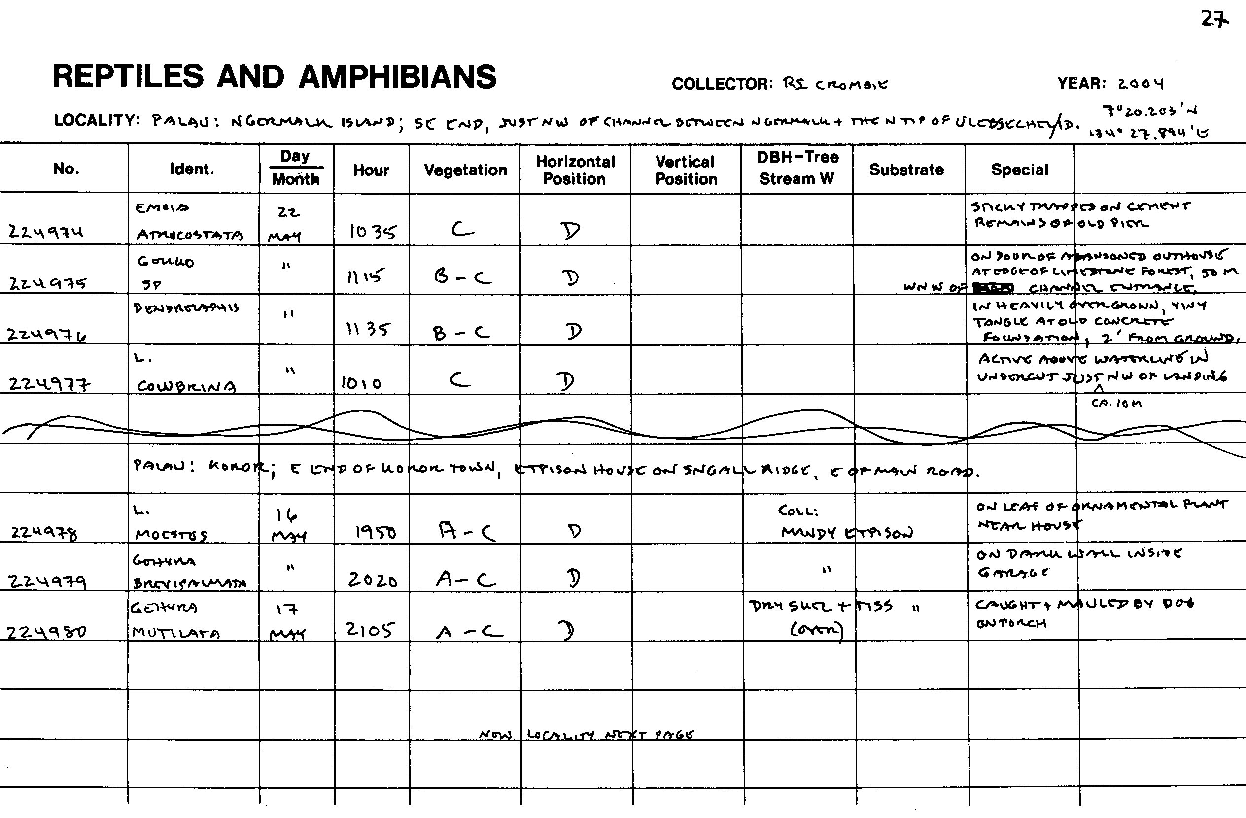 Gehyra brevipalmata image