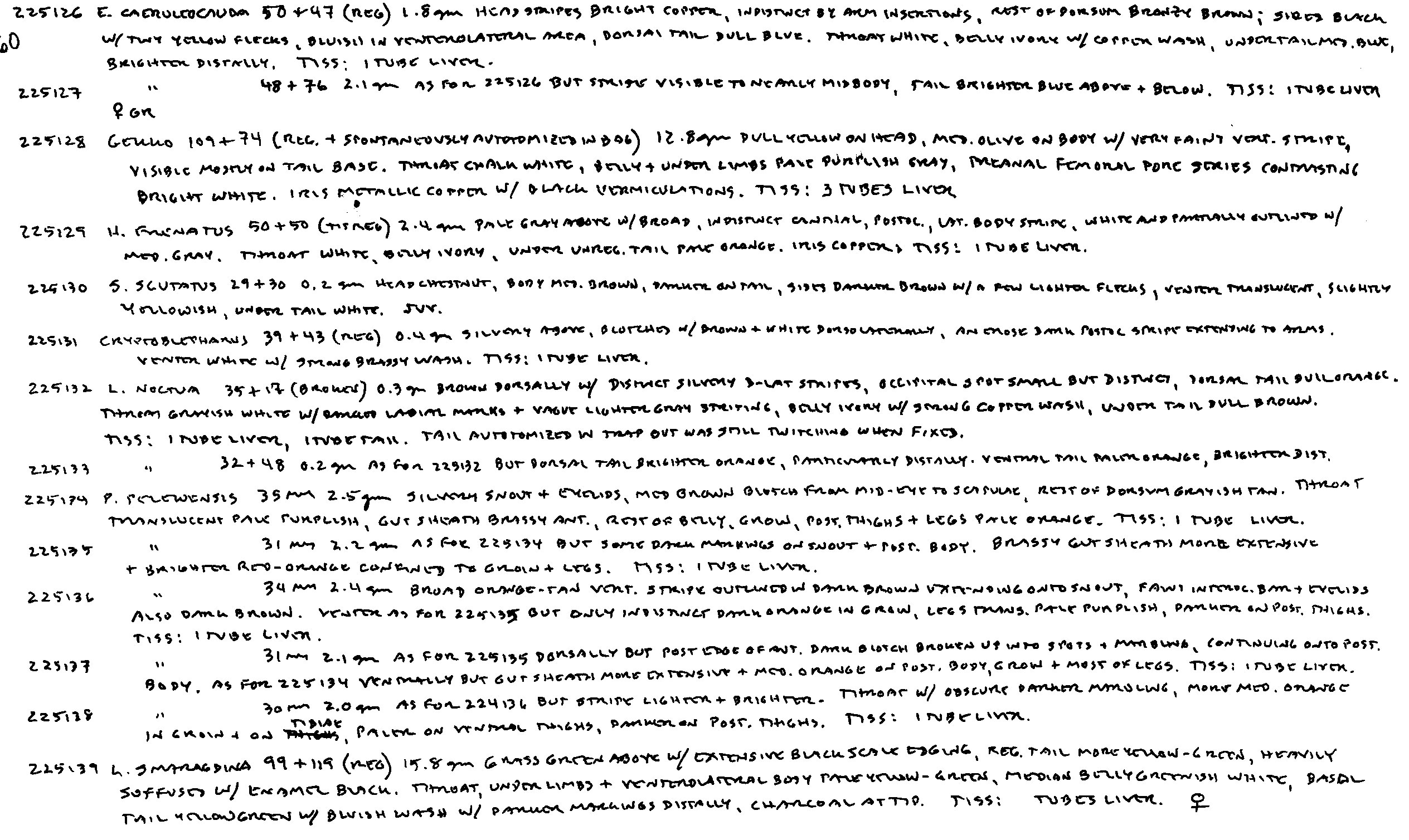 Lipinia noctua image