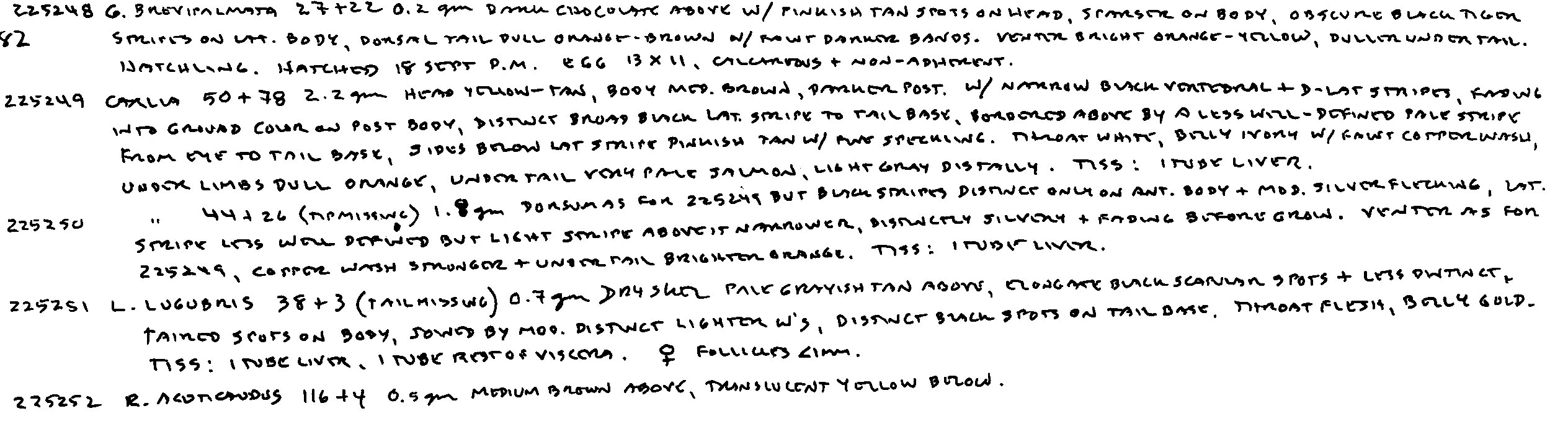 Ramphotyphlops acuticaudus image