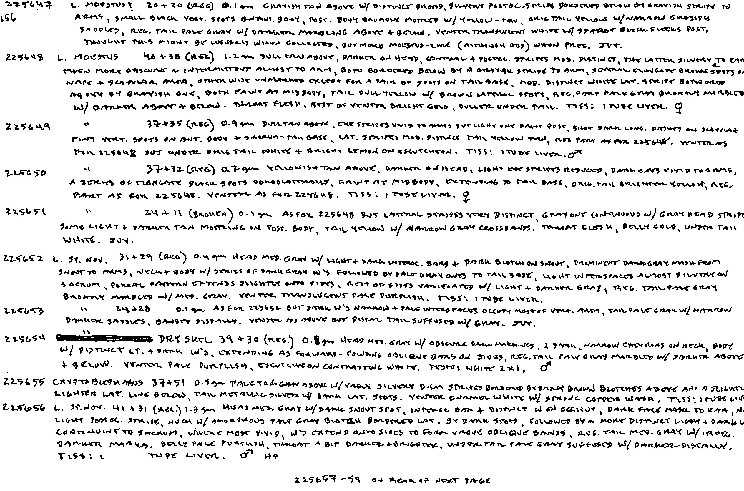 Lepidodactylus moestus image