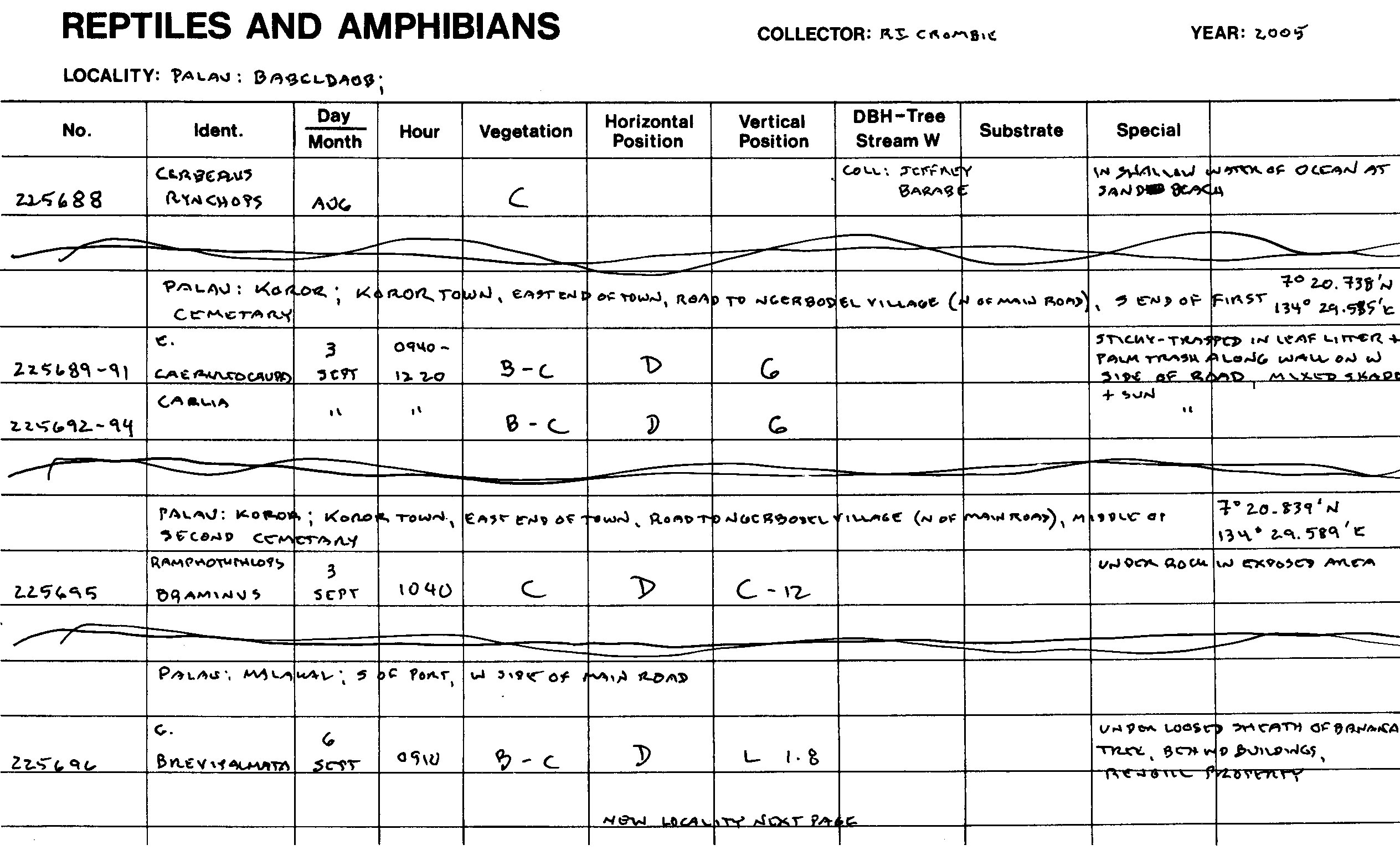 Cerberus rynchops image