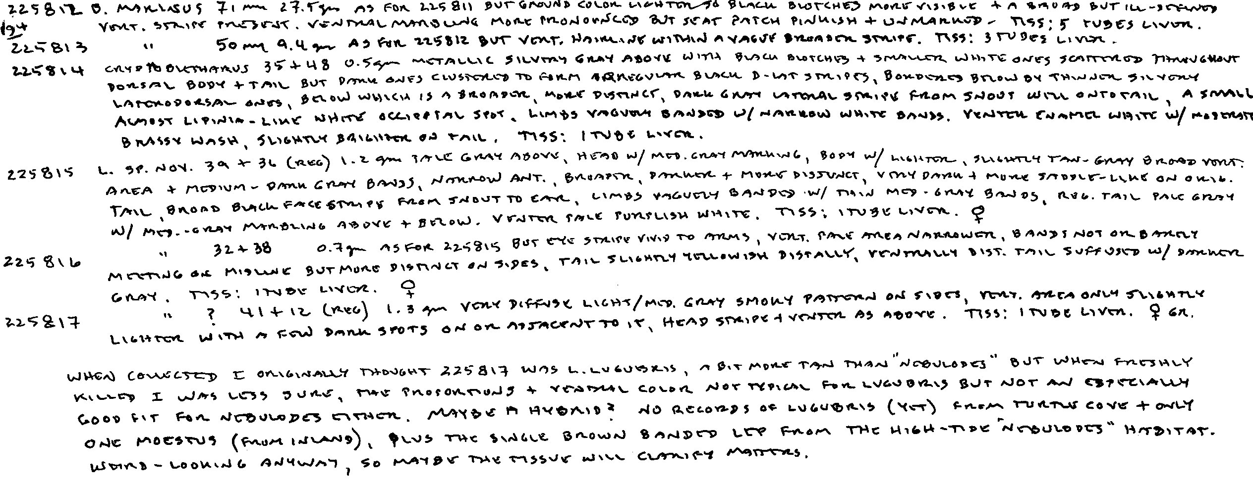 Cryptoblepharus image