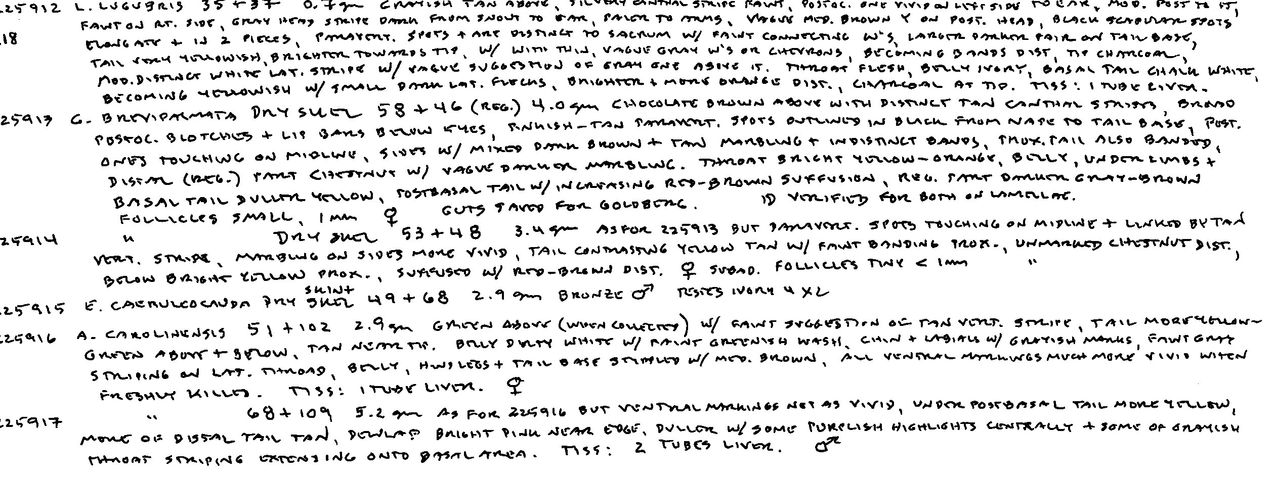 Gehyra brevipalmata image