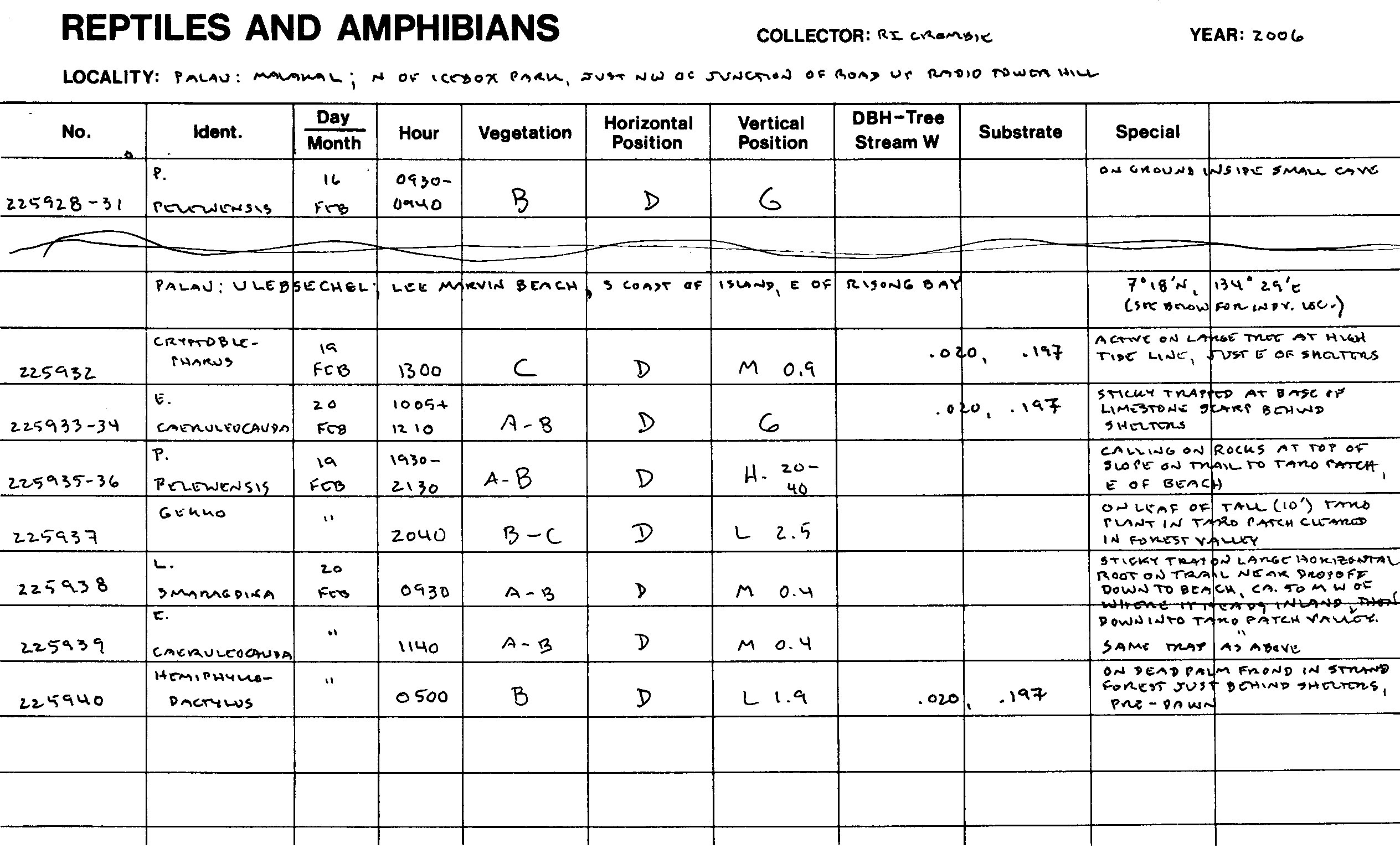 Platymantis pelewensis image