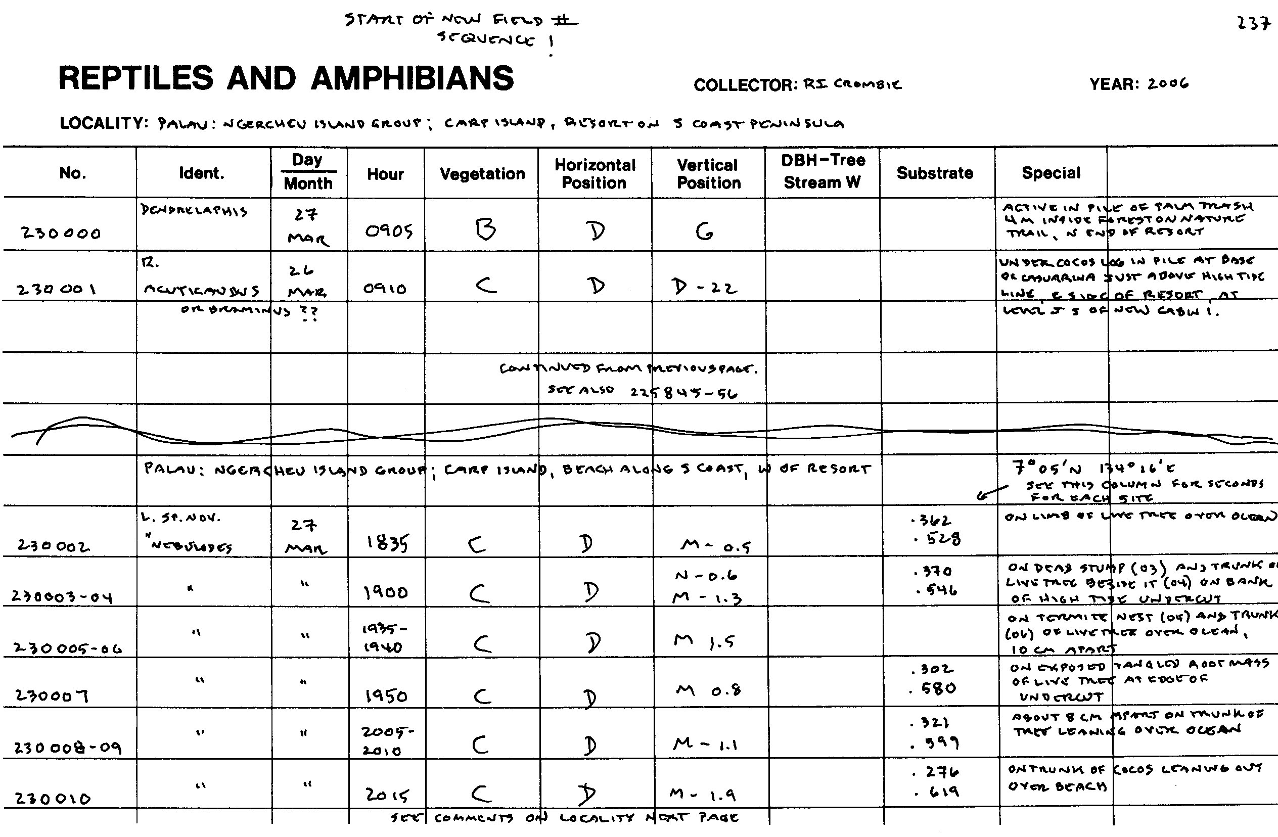 Ramphotyphlops acuticaudus image